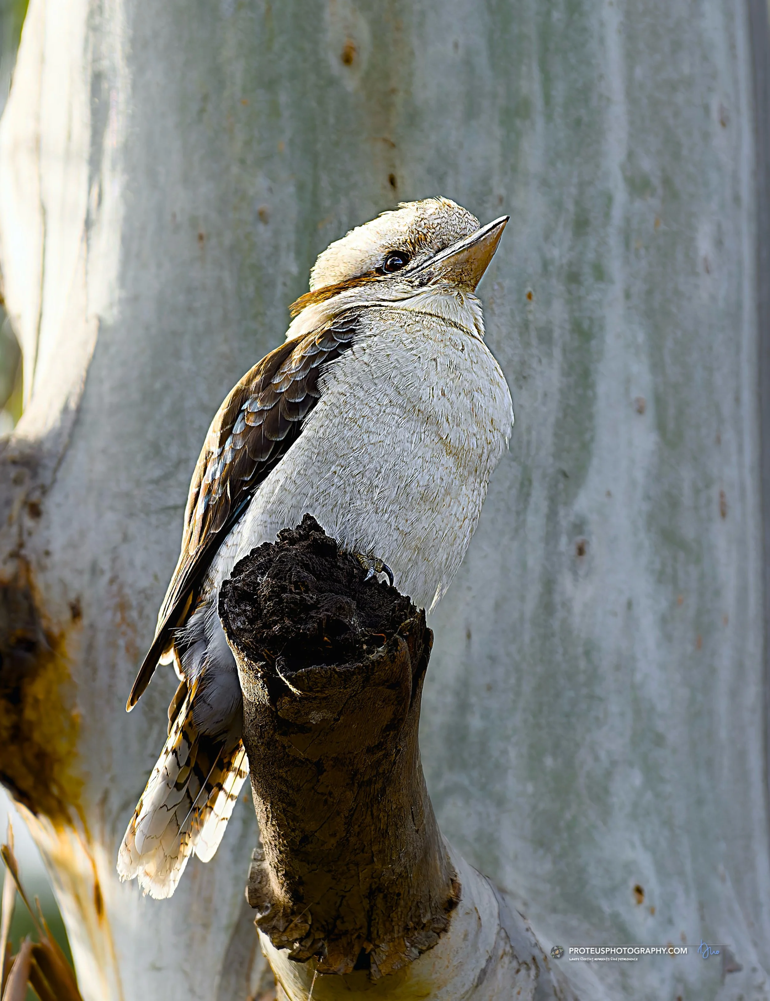 kookaburra