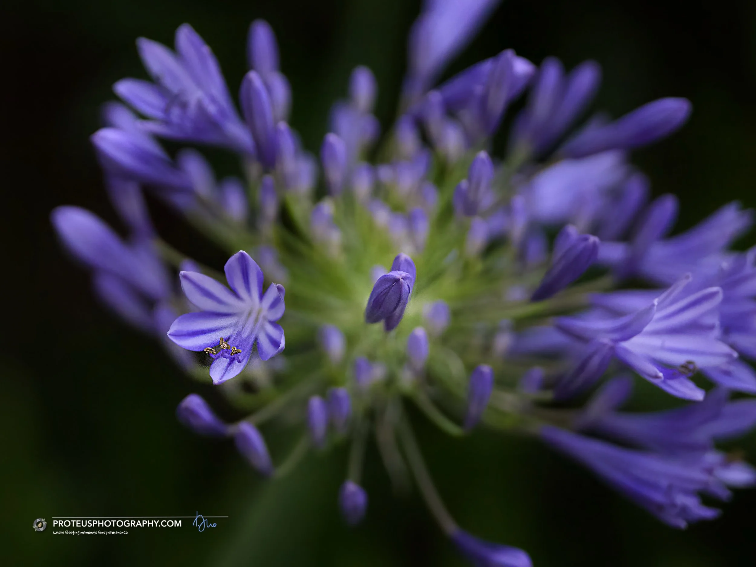 agapanthus flowers, african lily or lily of the nile (agapanthus praecox)