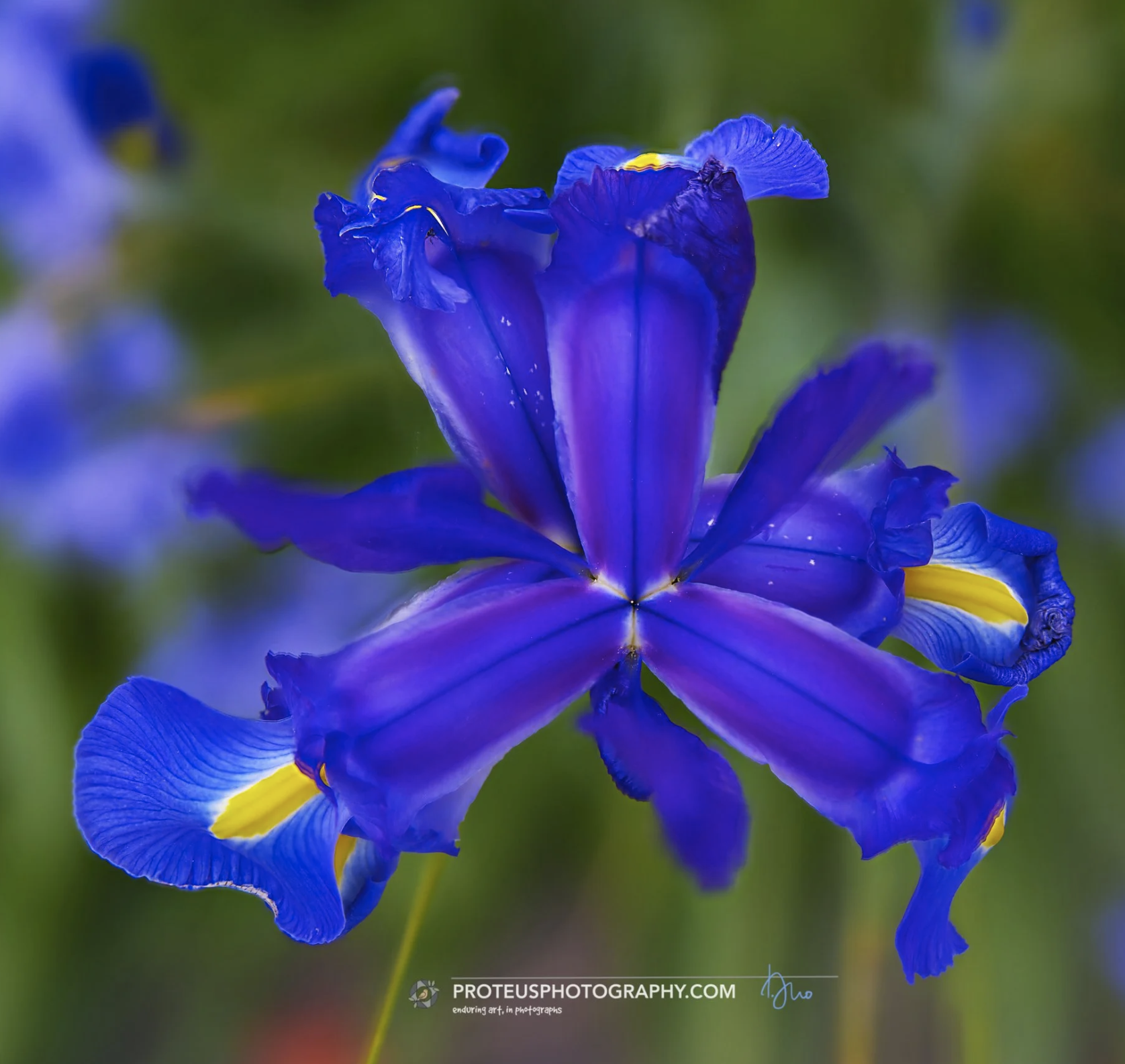 Local Flora