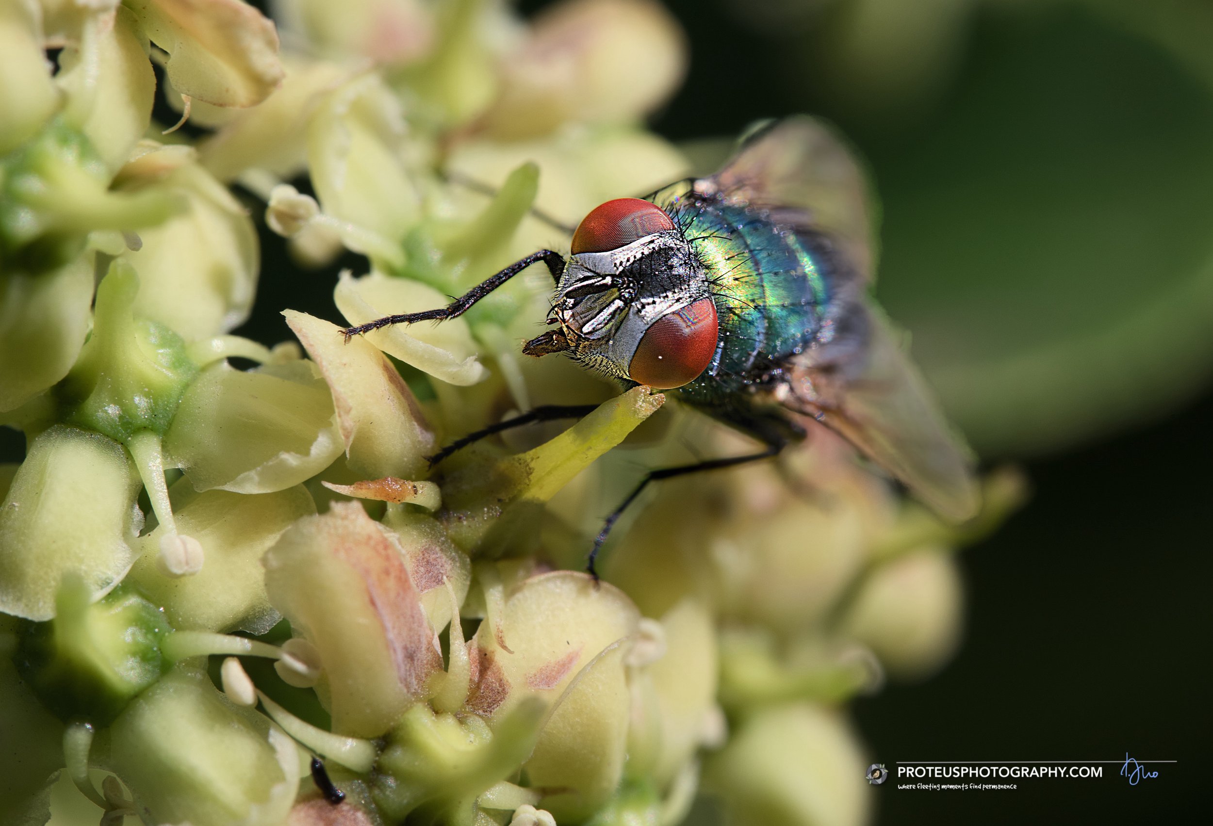 Close-up of a green fly with red eyes on a cluster of pale yellow flowers.