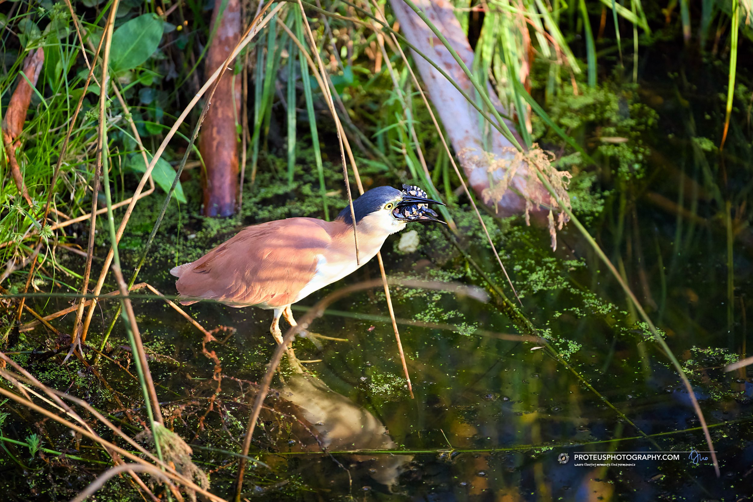 Nankeen night heron (Nycticorax caledonicus)