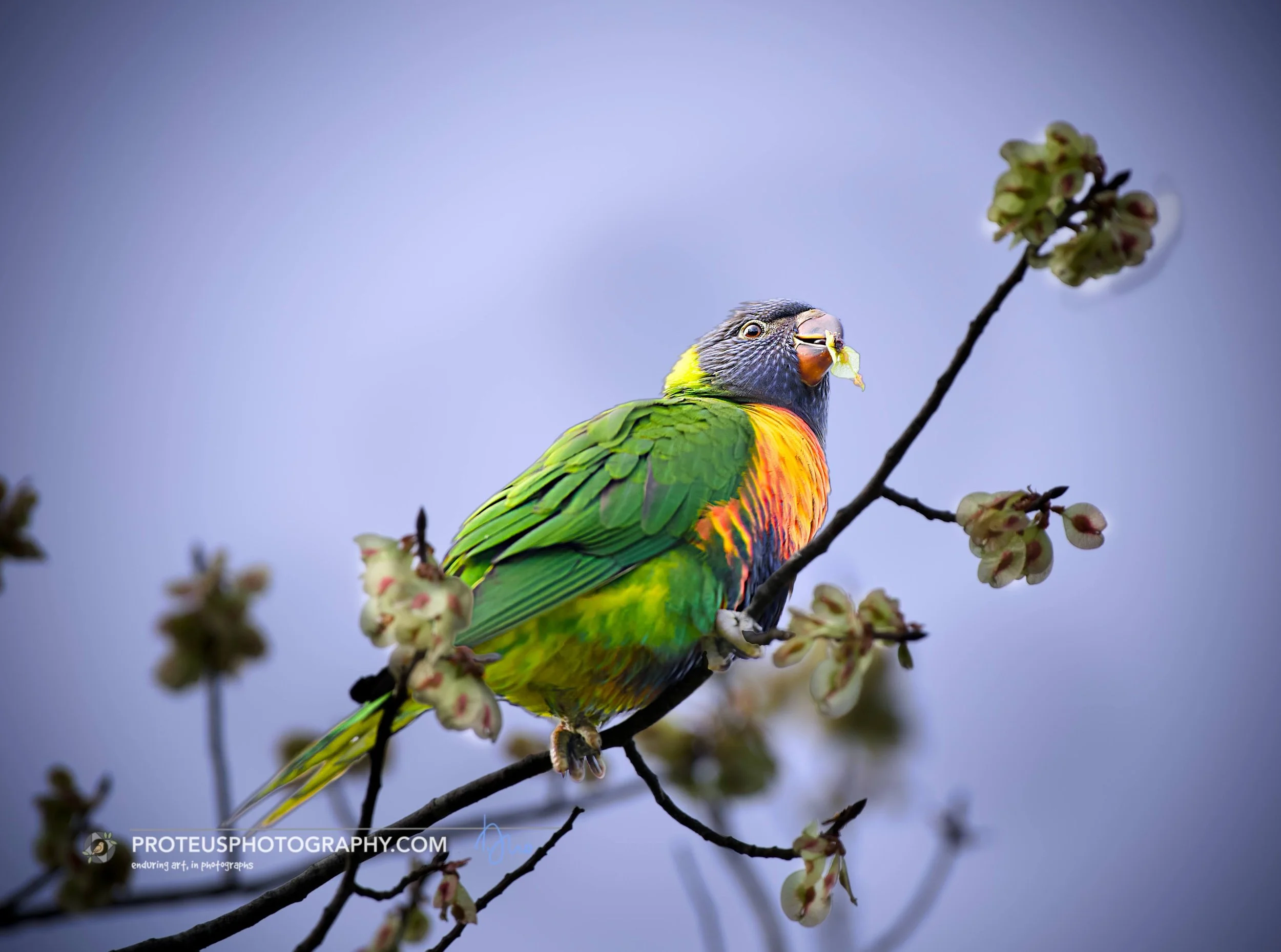 Colorful rainbow lorikeet