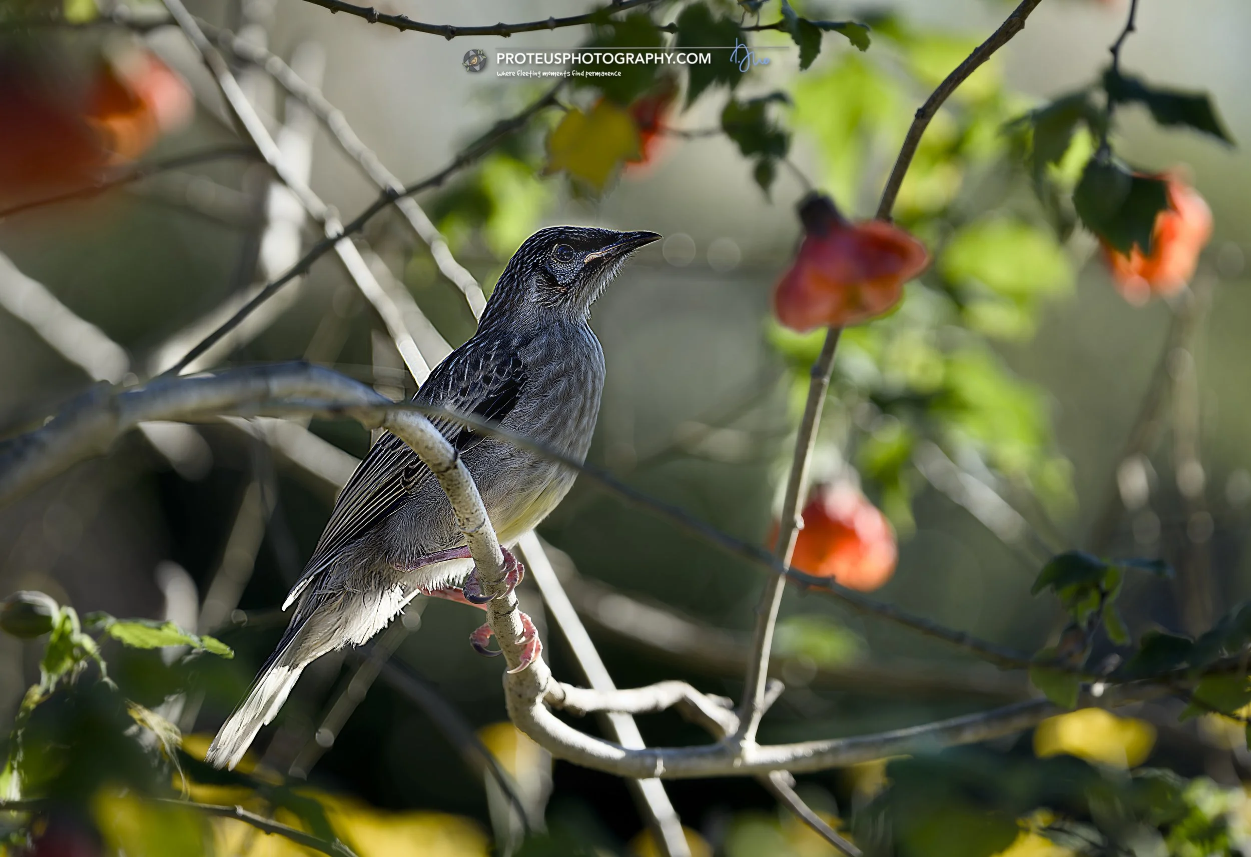 Red Wattlebird (Anthochaera carunculata) 