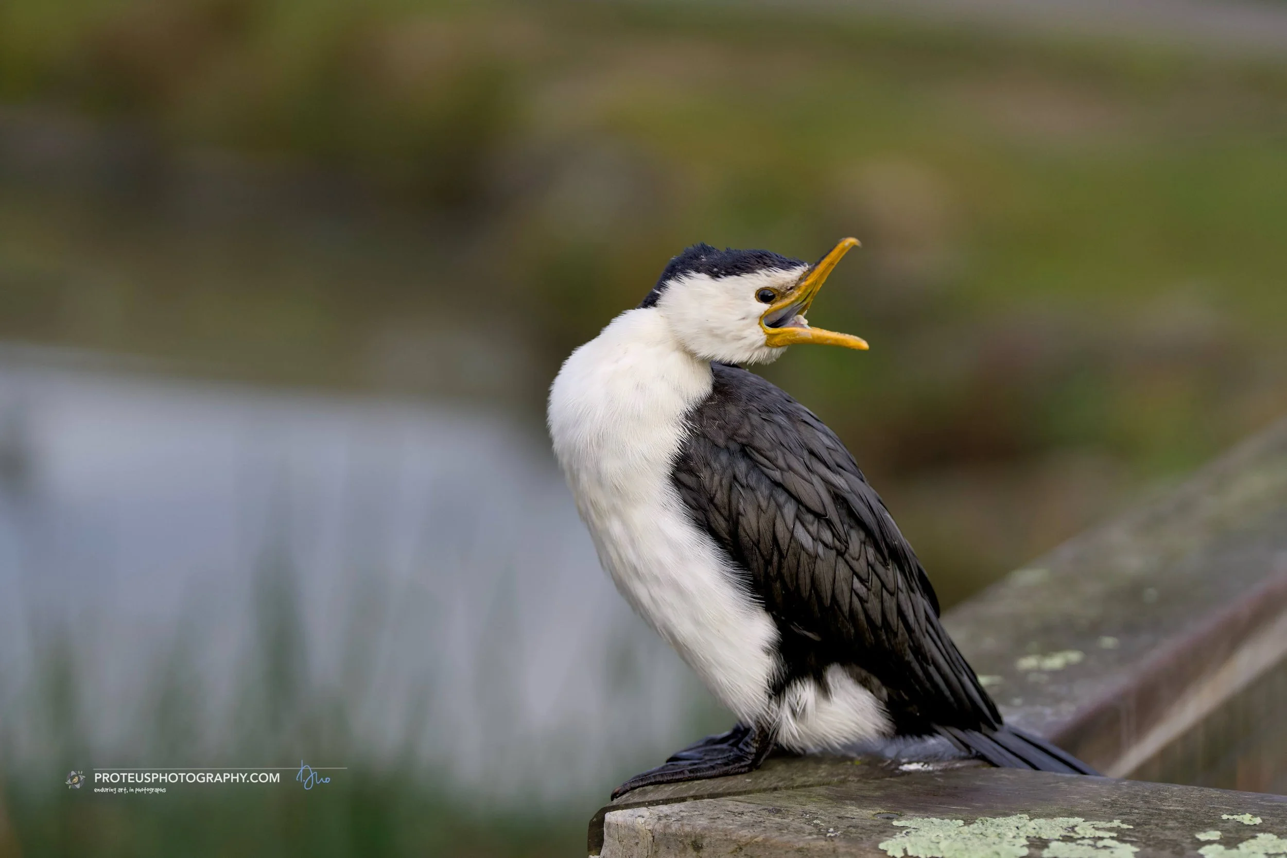 A cormorant bird perched on a wooden surface with its beak open.