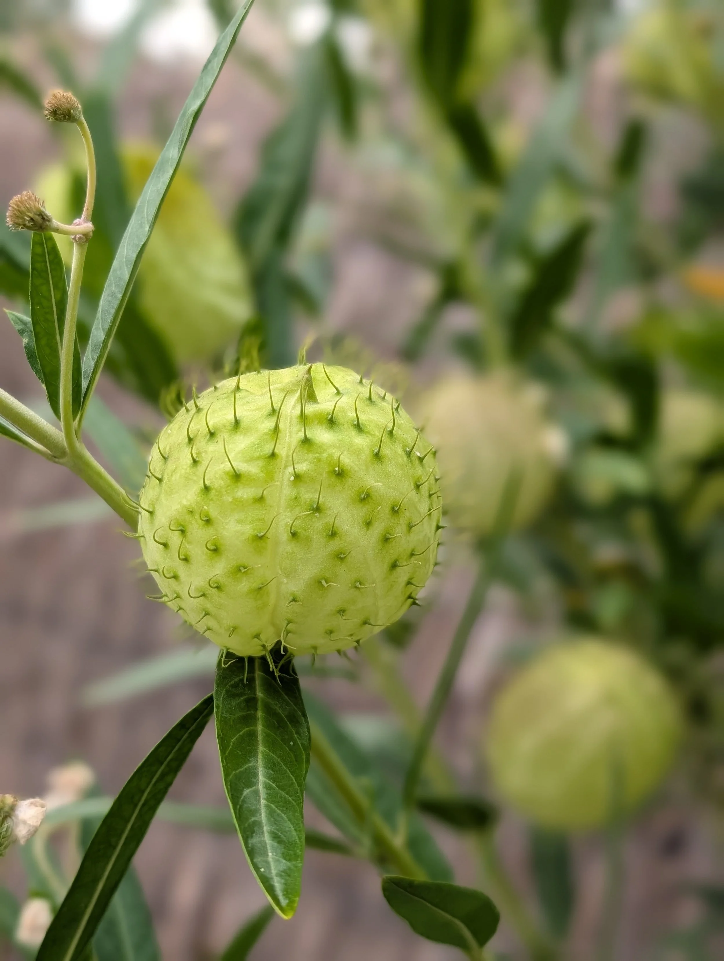 fruits of the balloon plant (gomphocarpus physocarpus); inflated, spherical or subglobose, pale green pods (follicles)