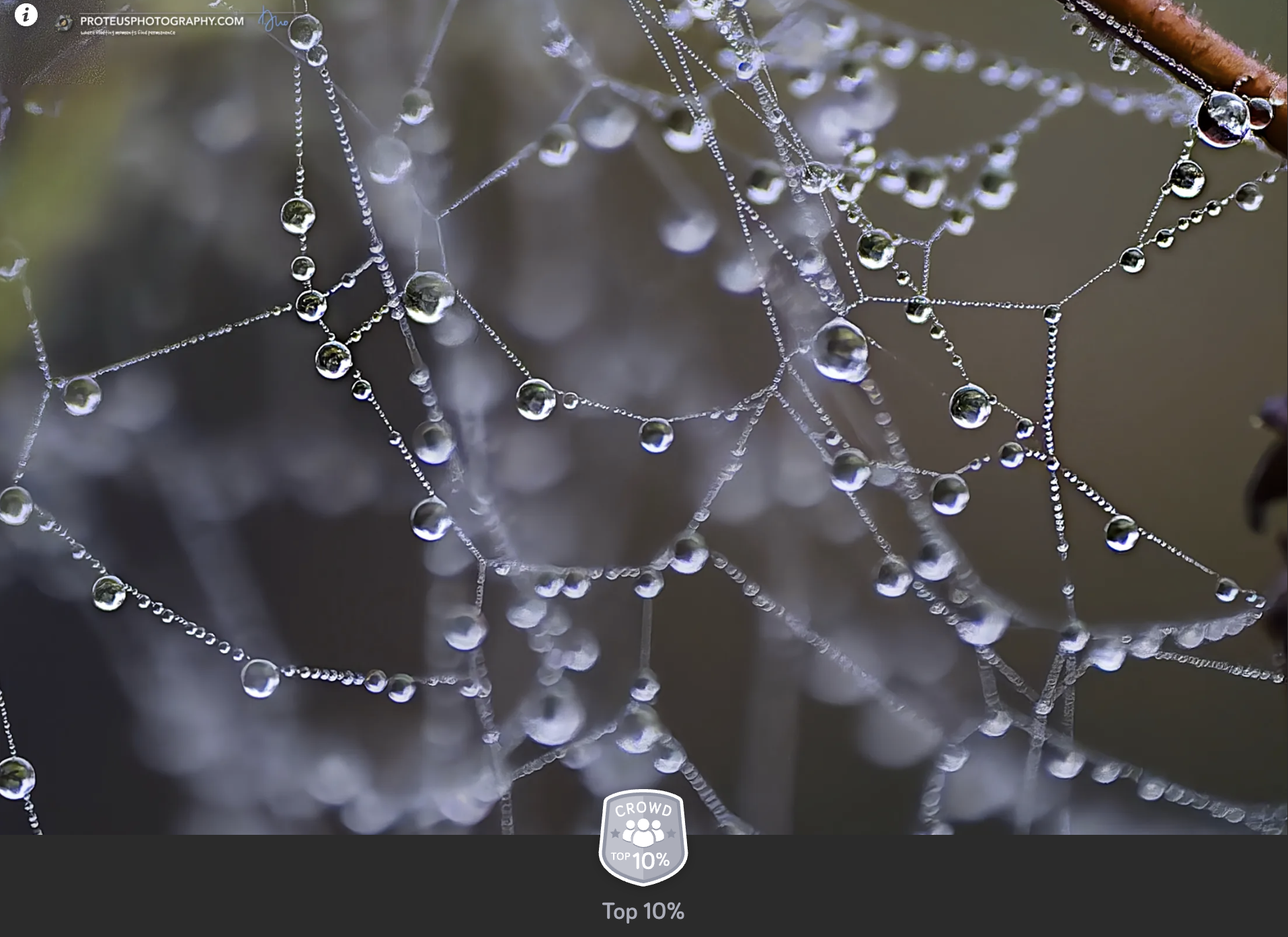 raindrops