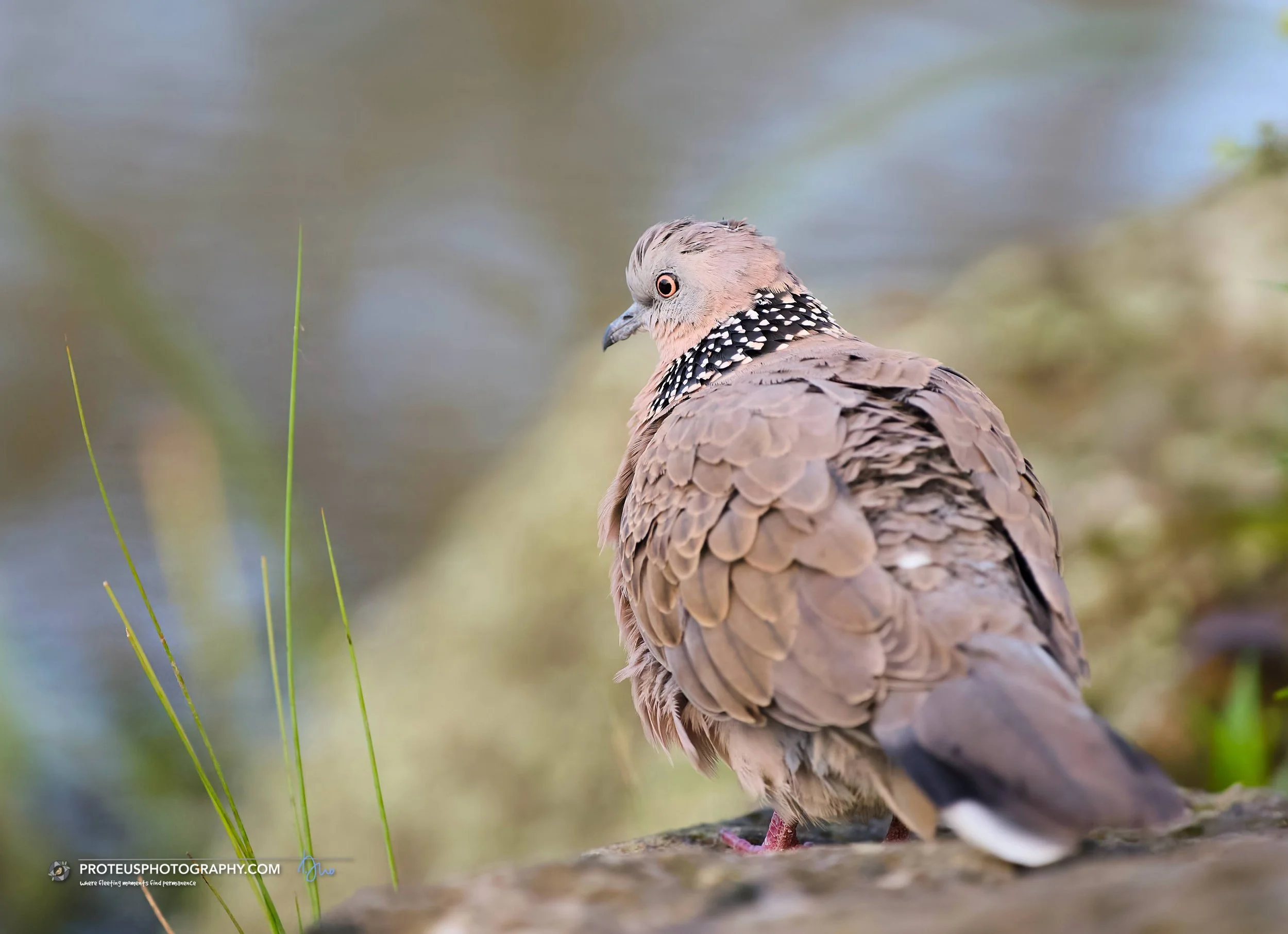 Spotted Dove (Spilopelia chinensis)