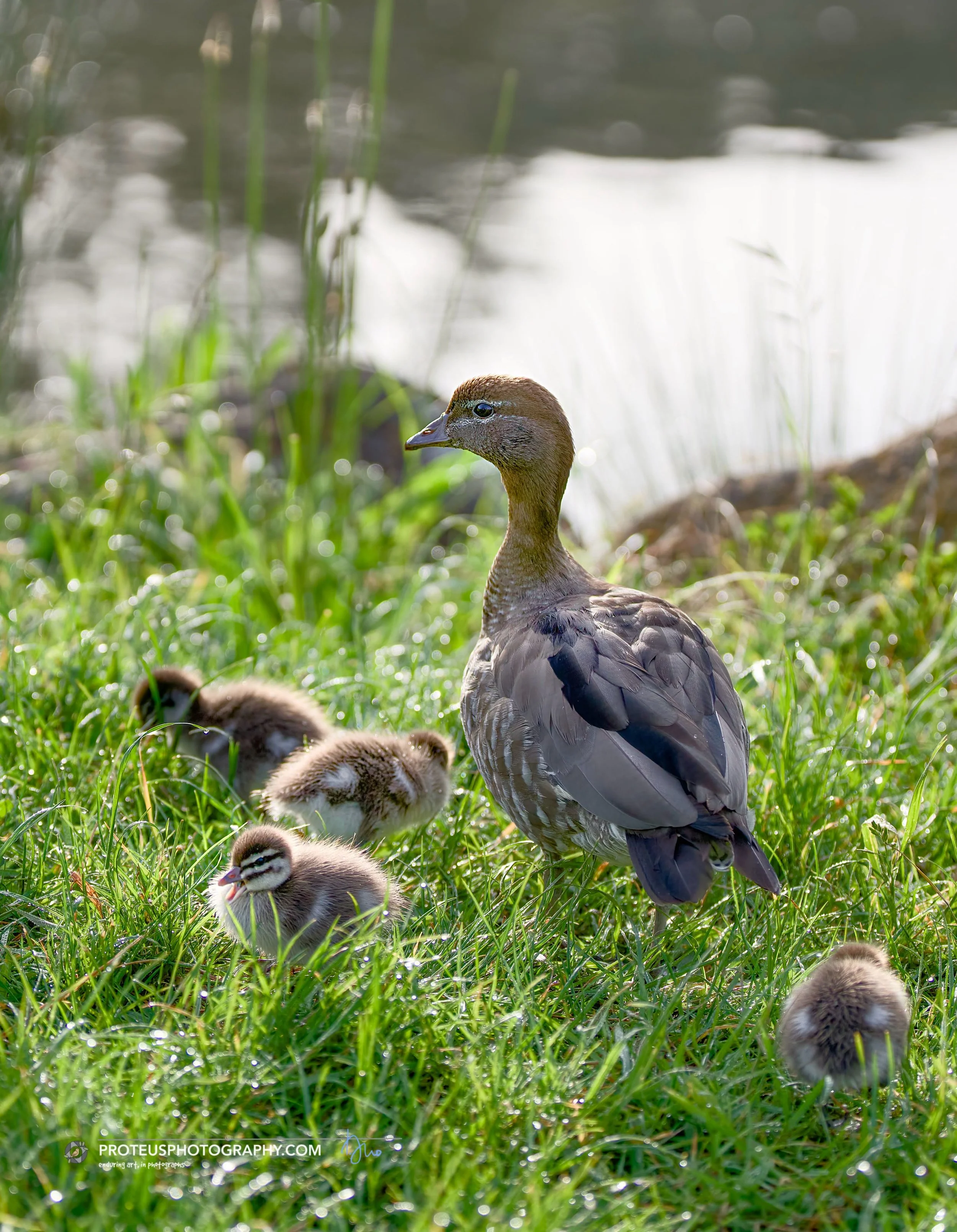 duck and chicks