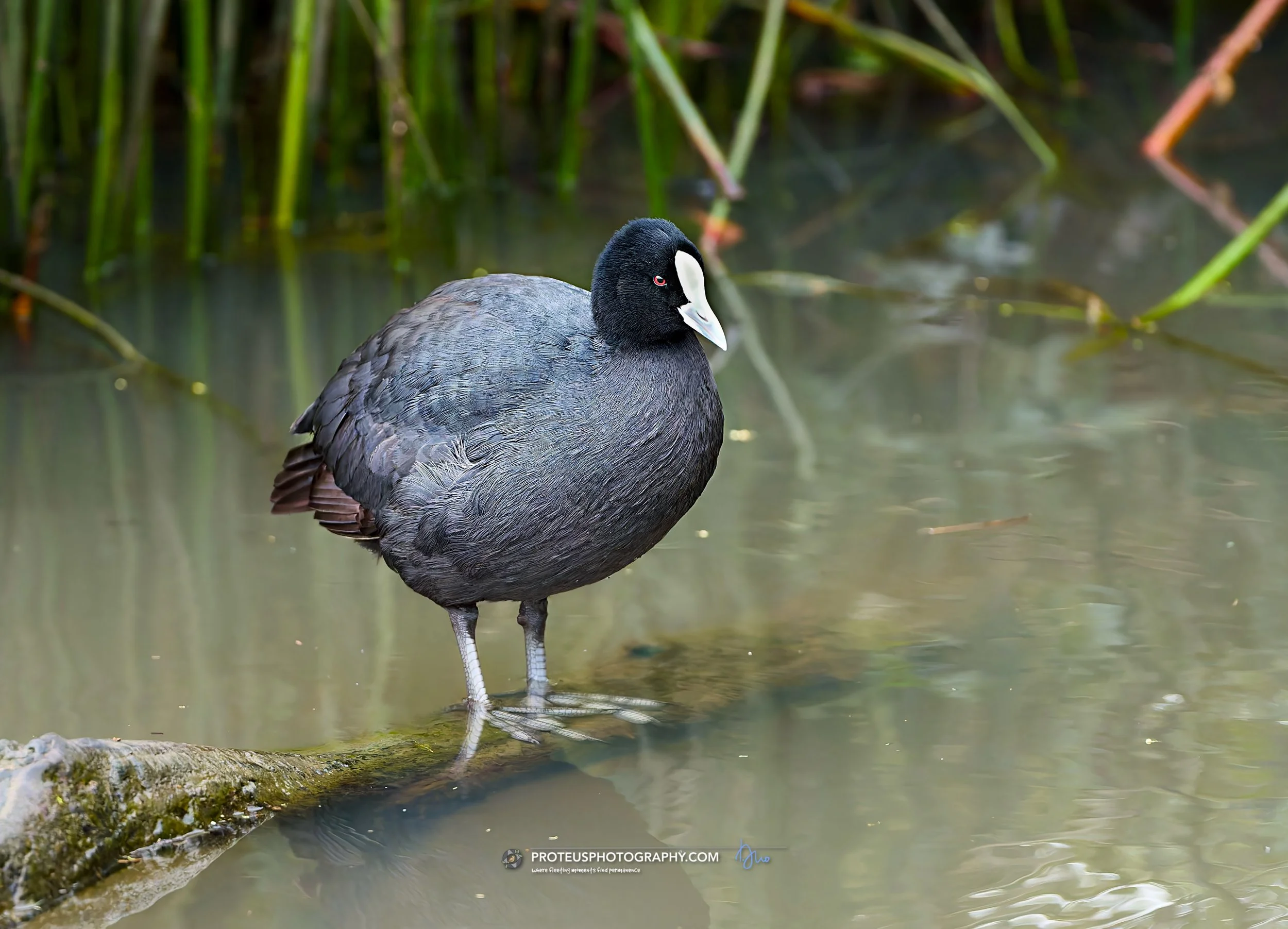 Eurasian coot (Fulica atra)