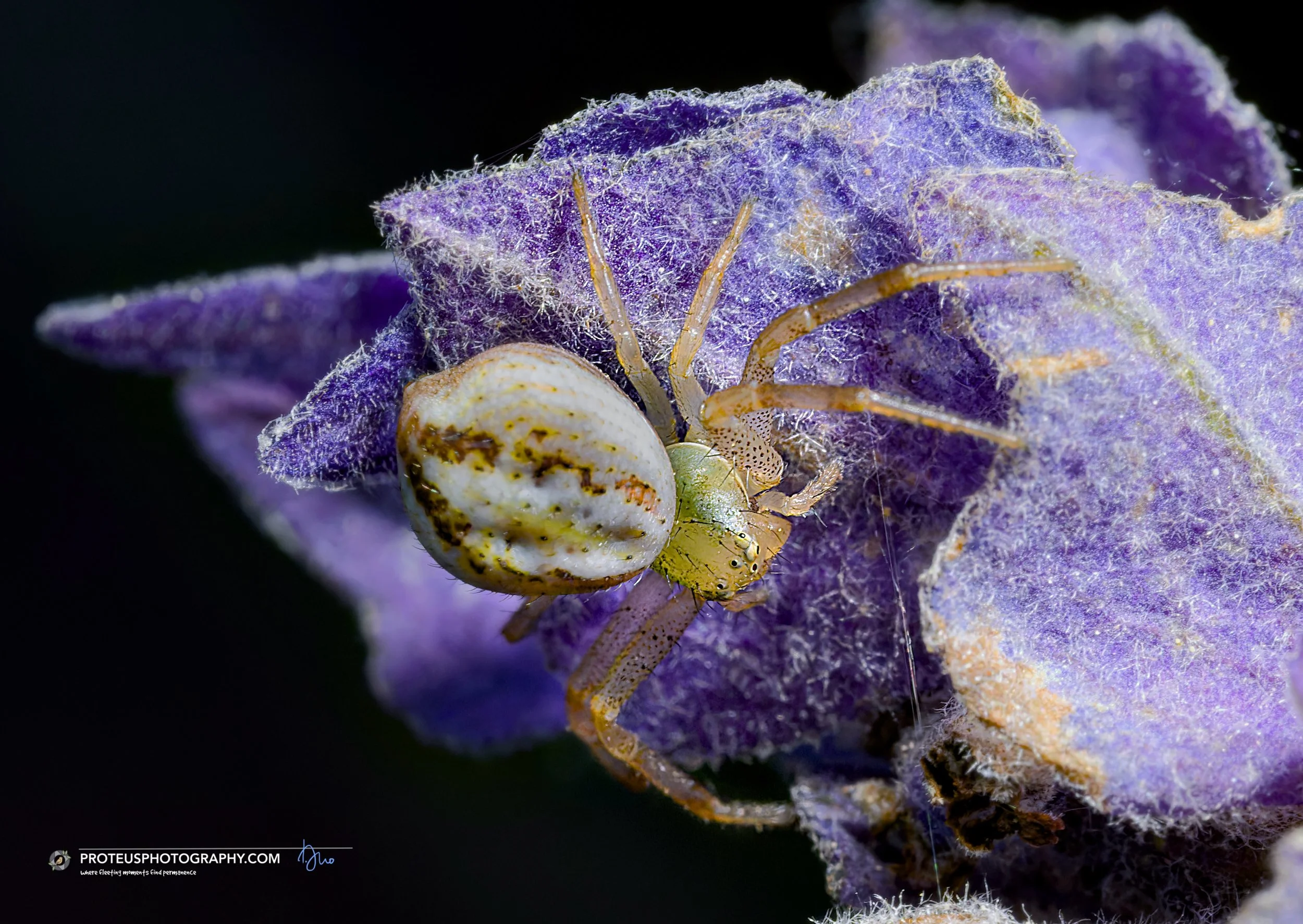 crab spider (lehtinelagia prasina) that unlike most spiders that move straight forward or backward, crab spiders primarily walk sideways and backward.
