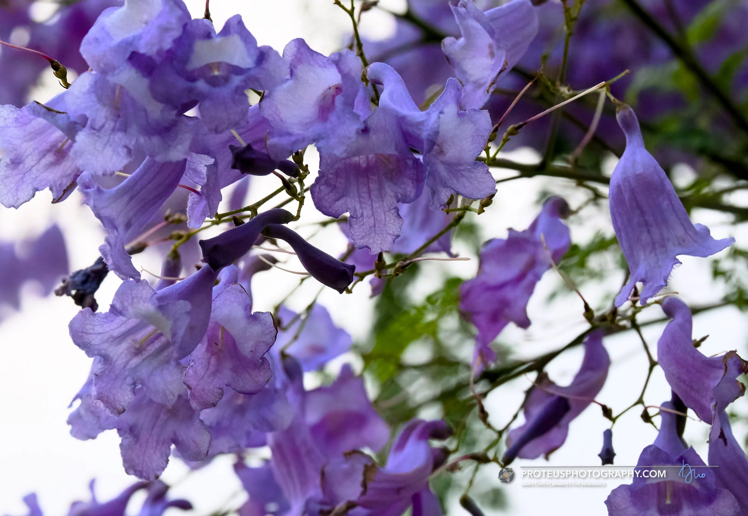 stunning jacaranda (jacaranda mimosifolia)