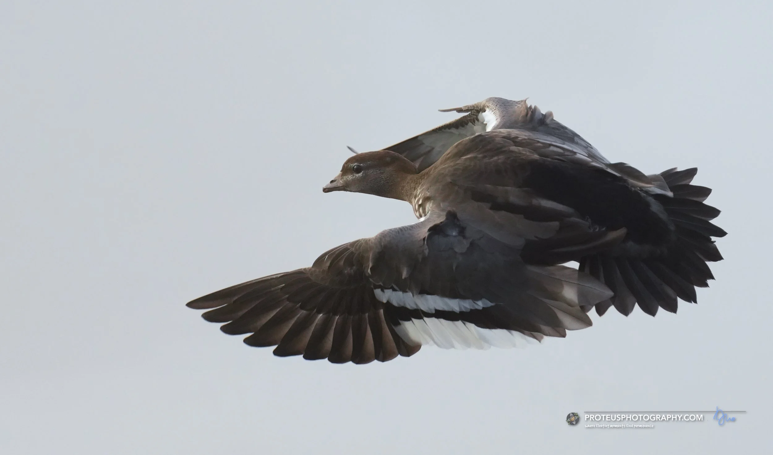 duck in flight