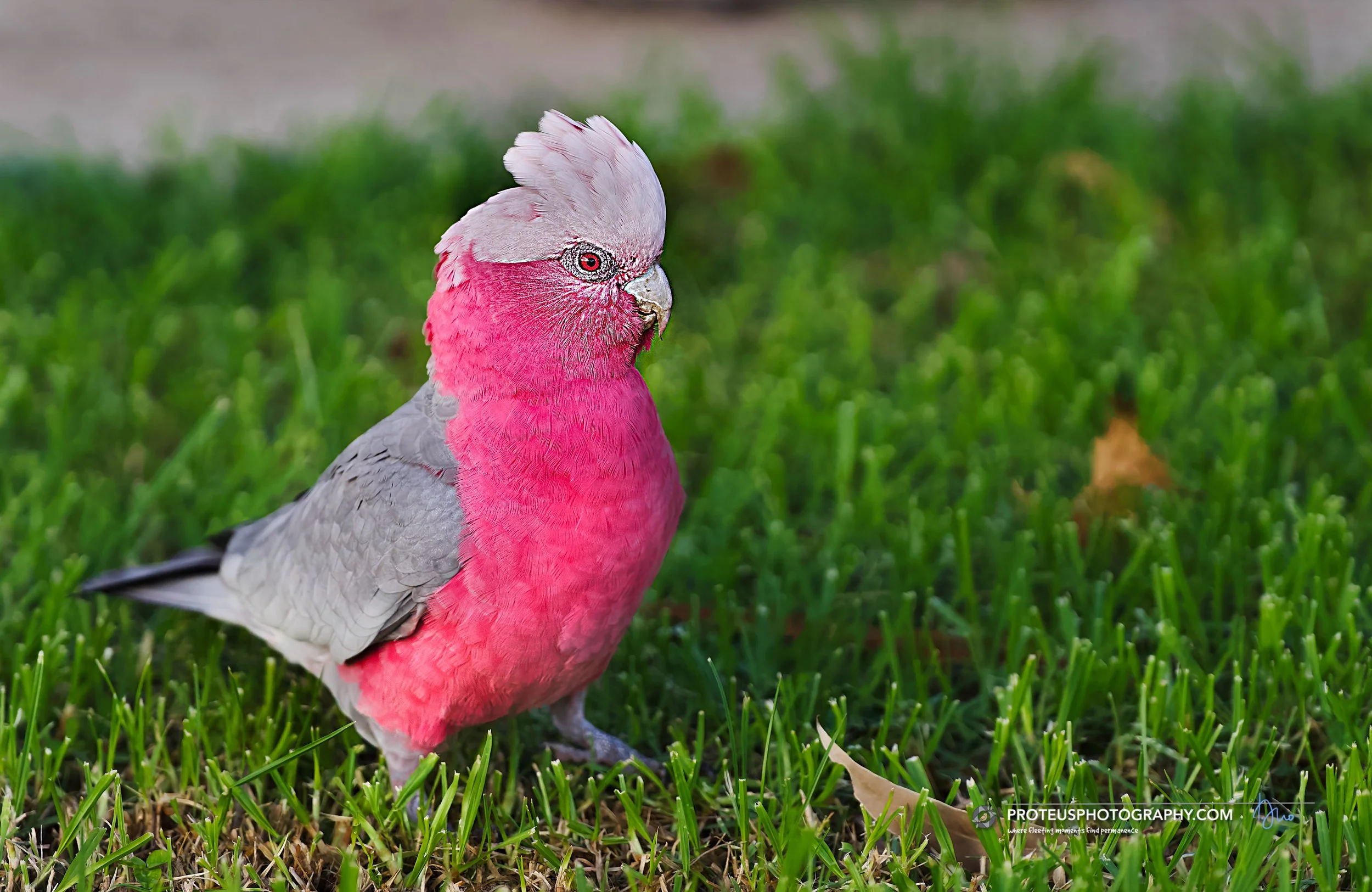 galah