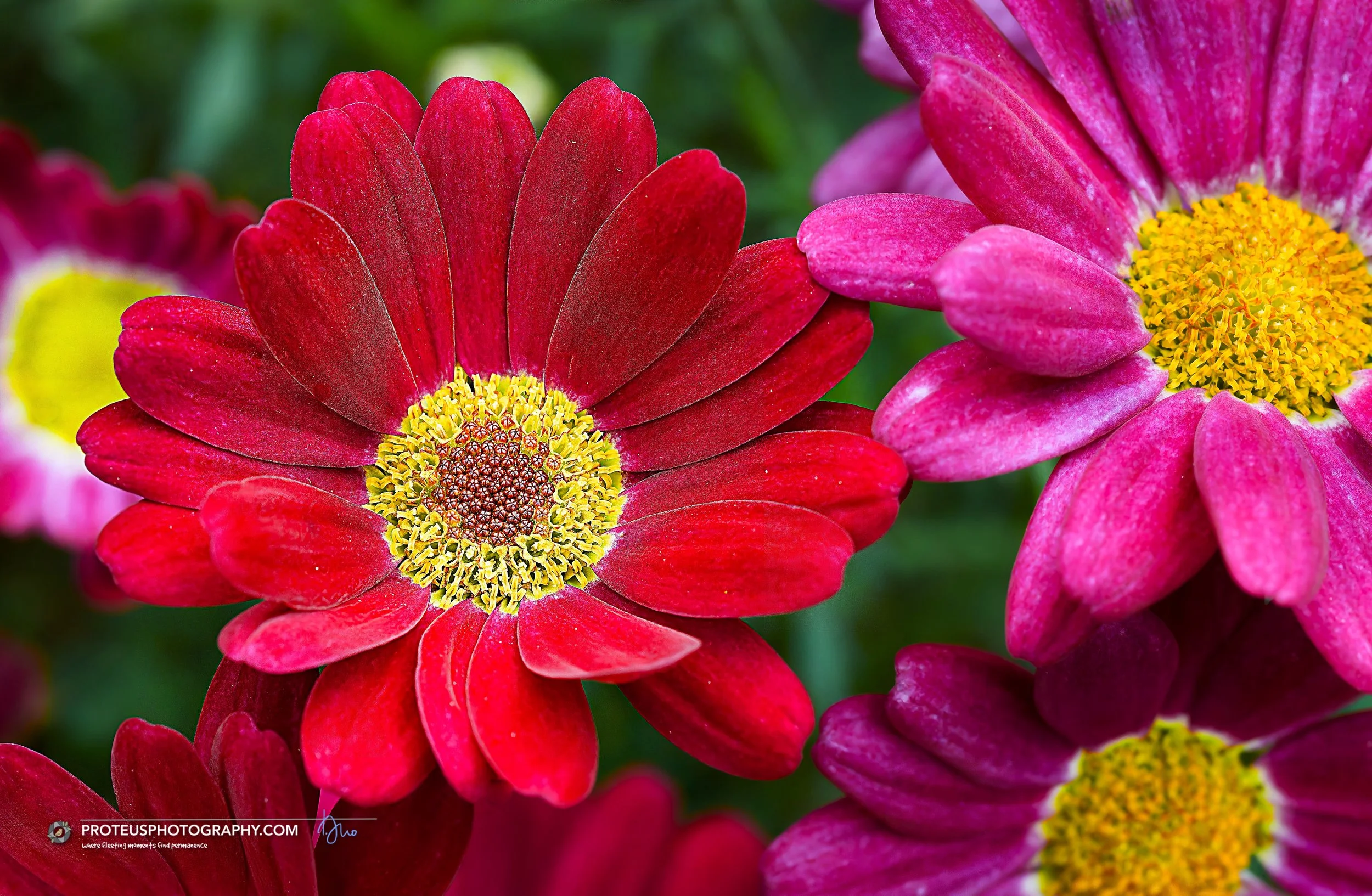  Marguerite Daisies (Argyranthemum frutescens) feature bright, cheery daisy-like blooms with rich red or deep pink petals surrounding a contrasting yellow ringed center