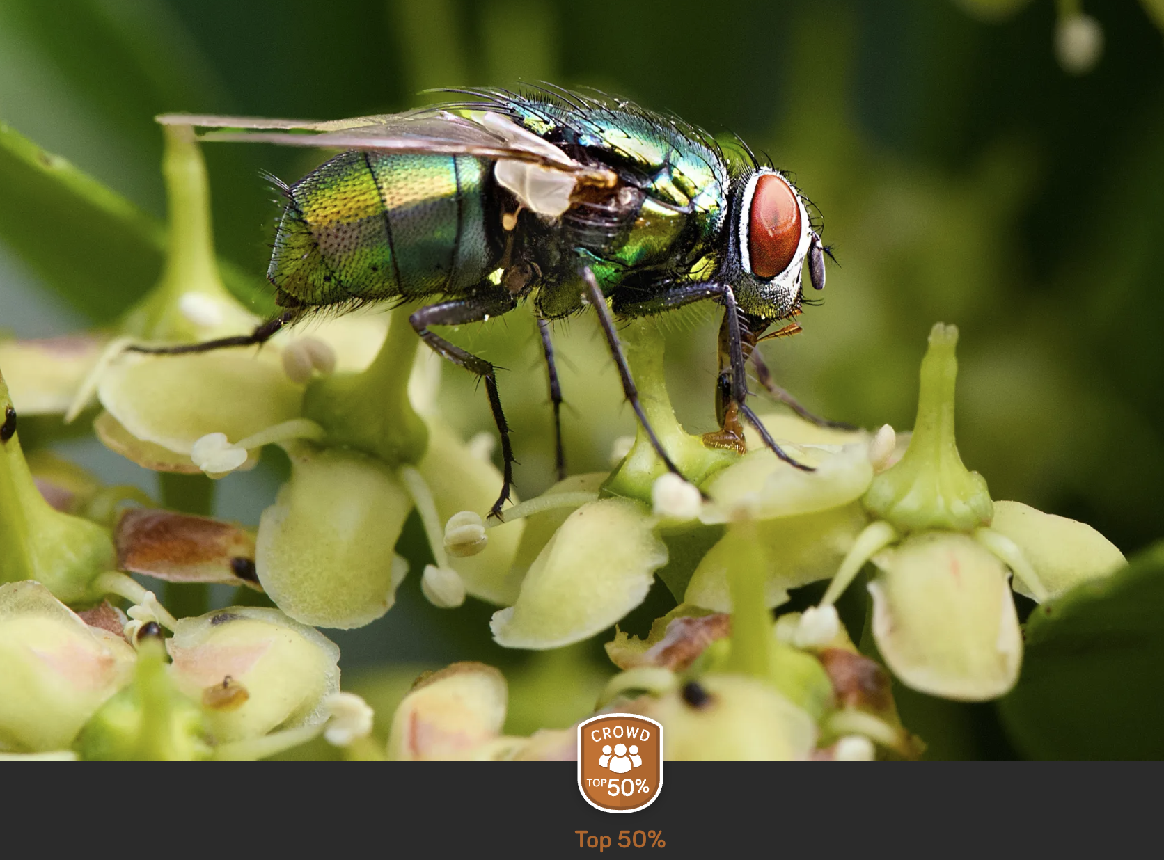 Closeup of Fly