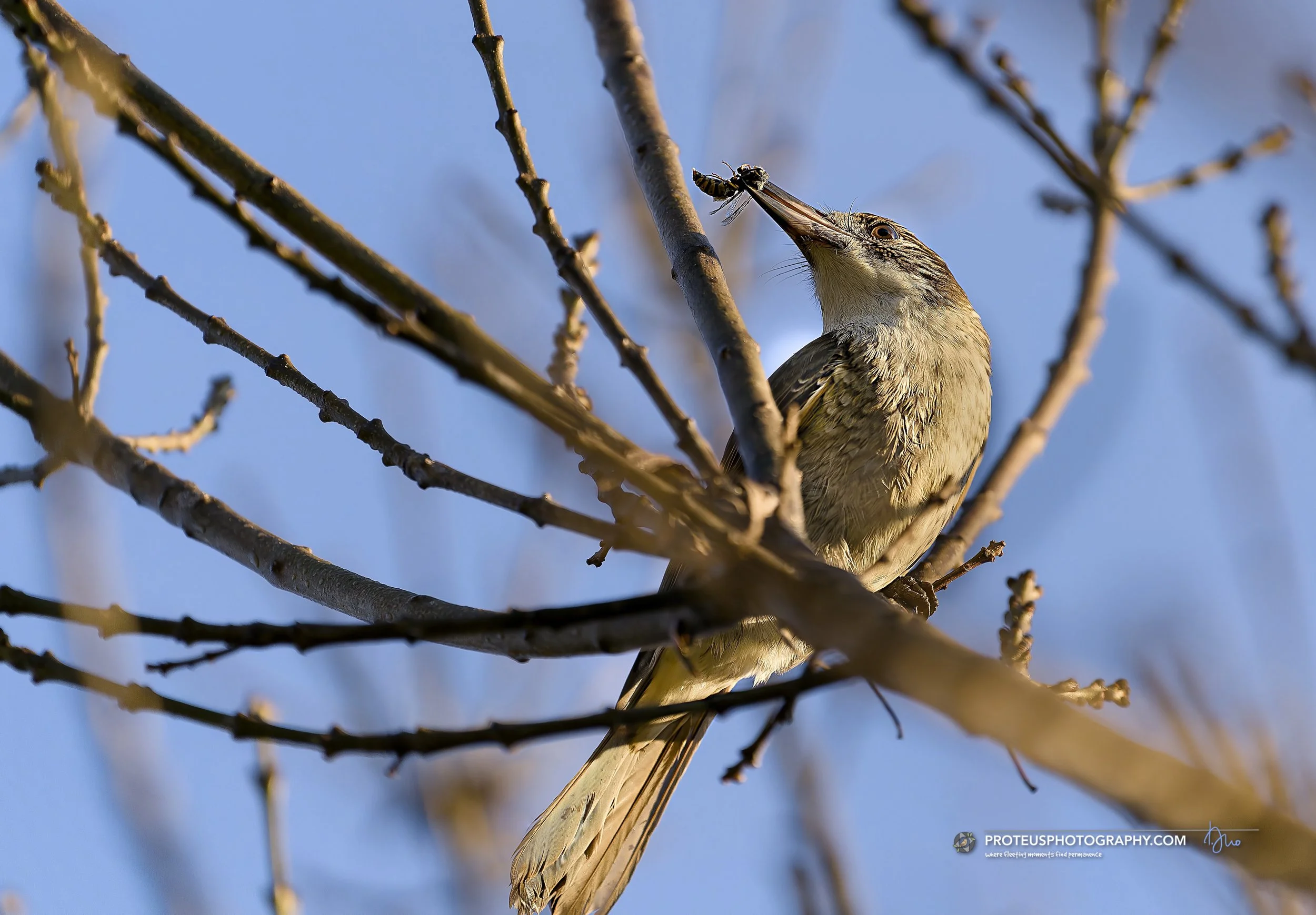 Grey Butcherbird (Cracticus torquatus)