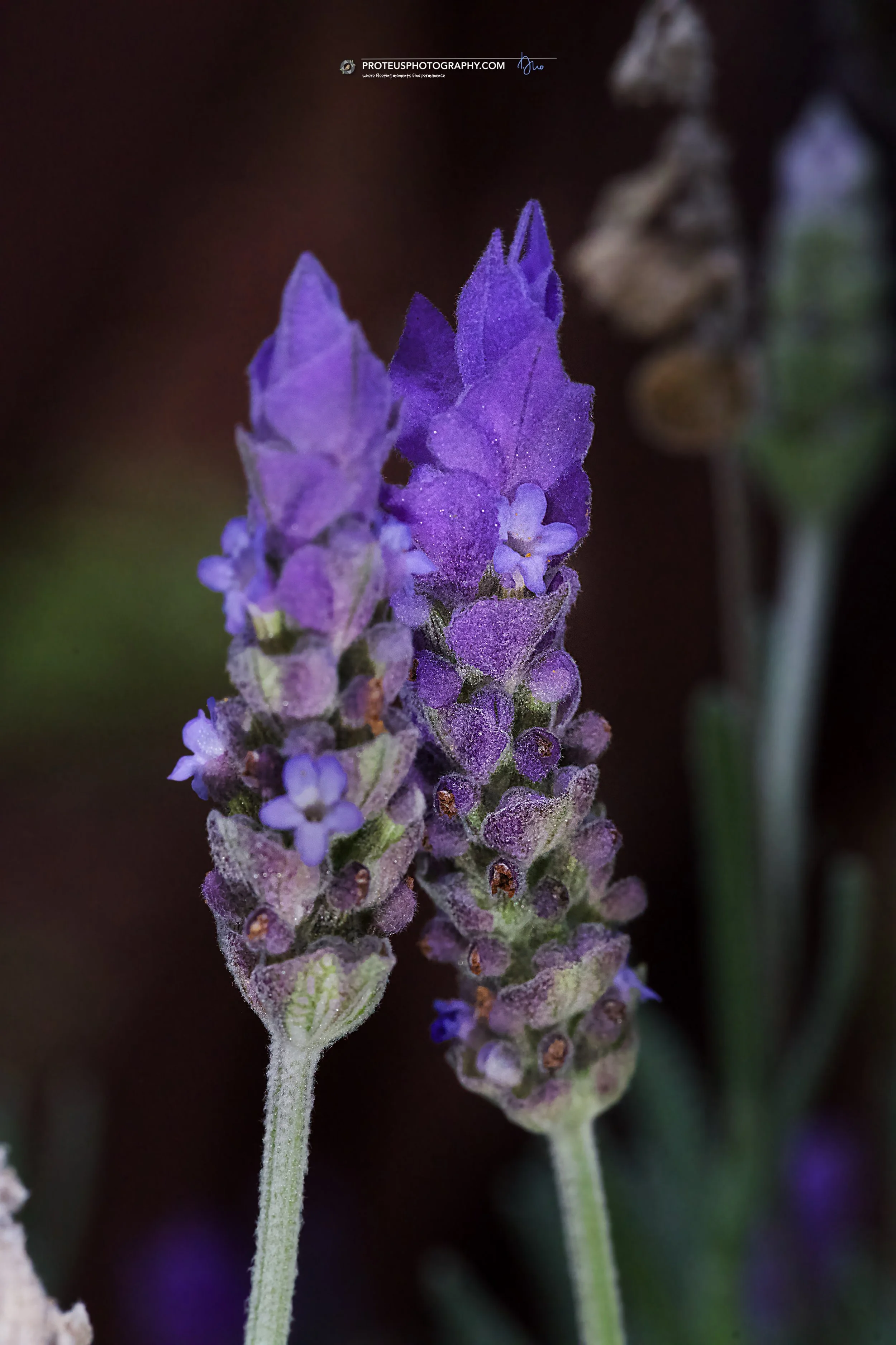 pair of lavendar