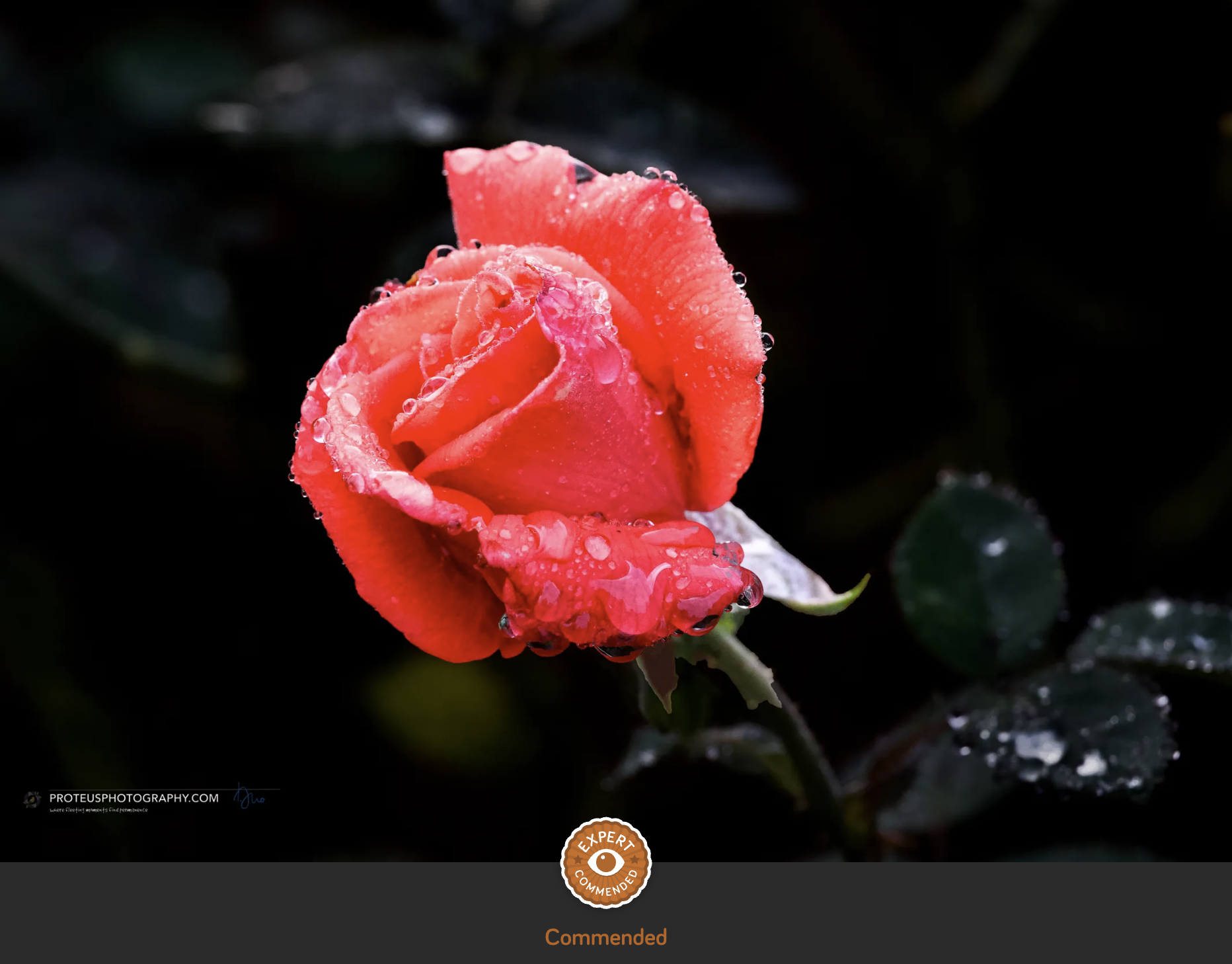 red rose