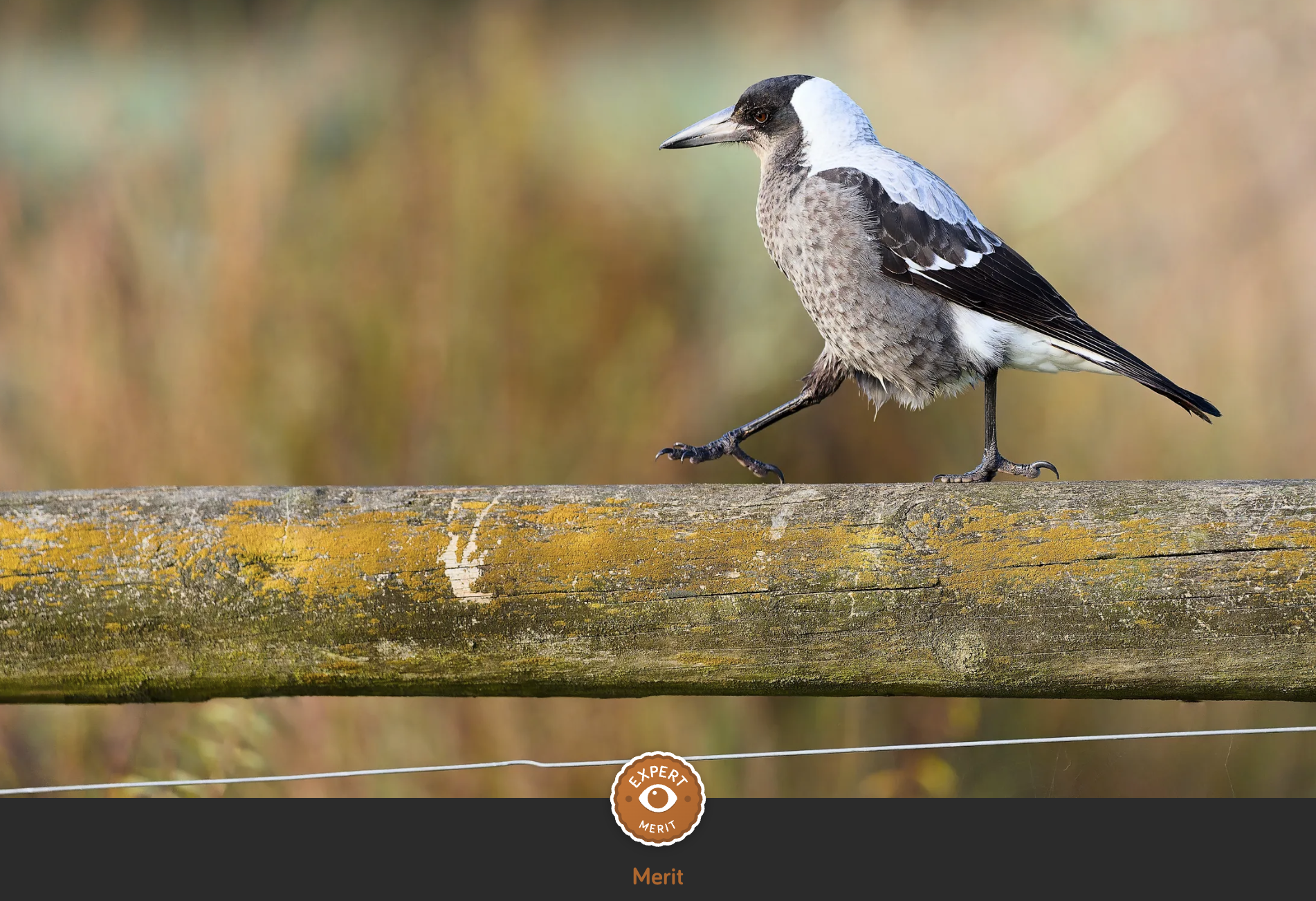magpie walking
