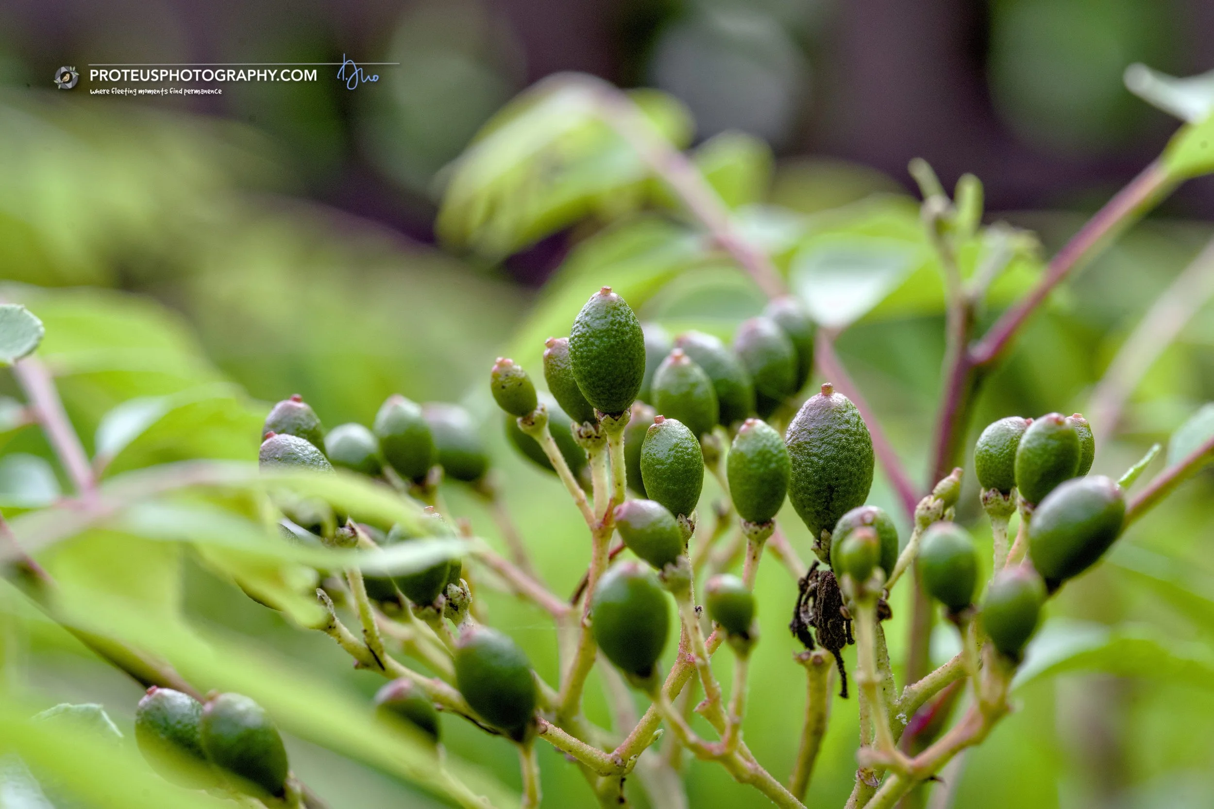 green berries of a curry tree (murraya koenigii)
