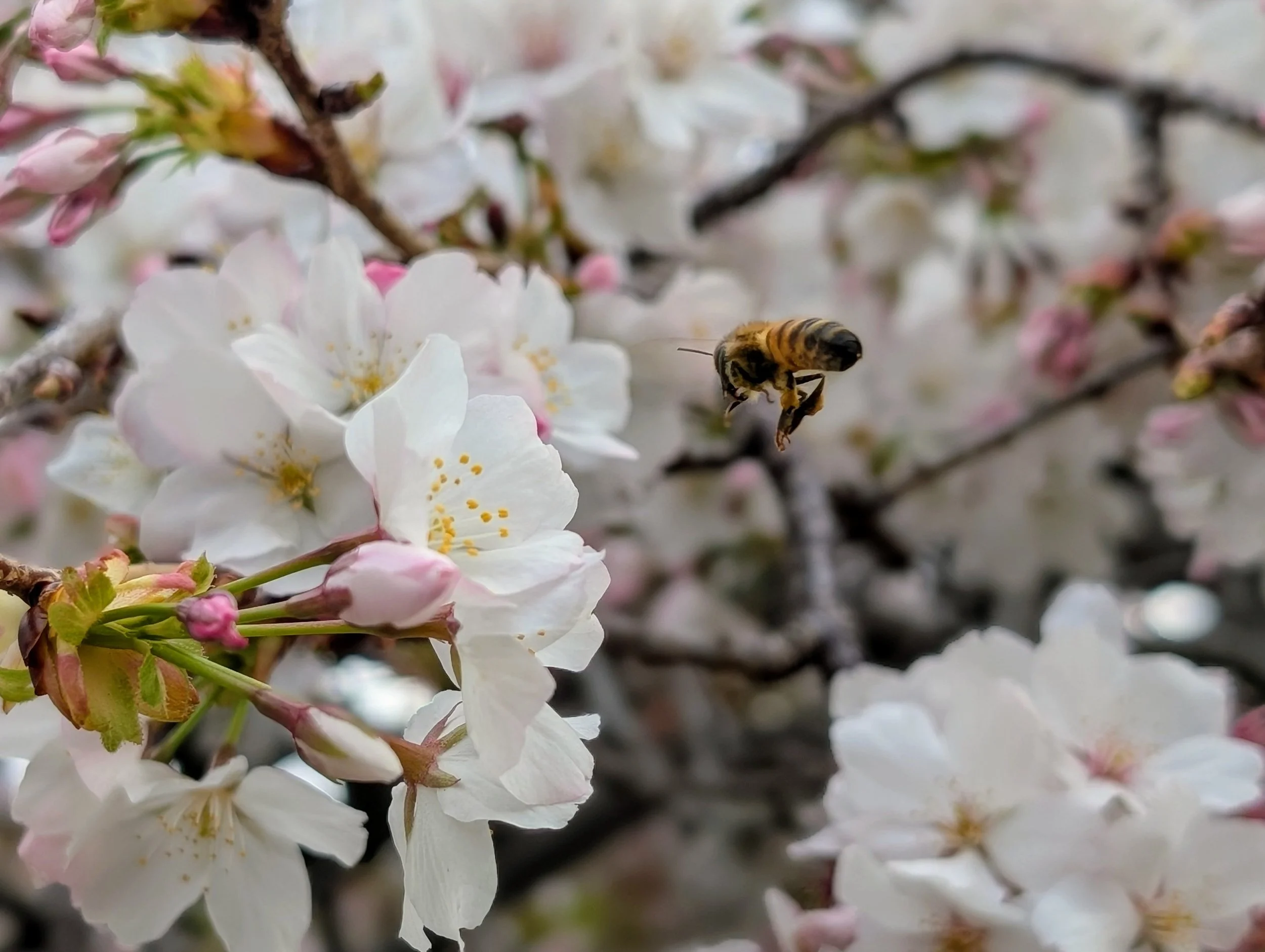 A bee flying near white cherry blossom flowers on a tree branch.