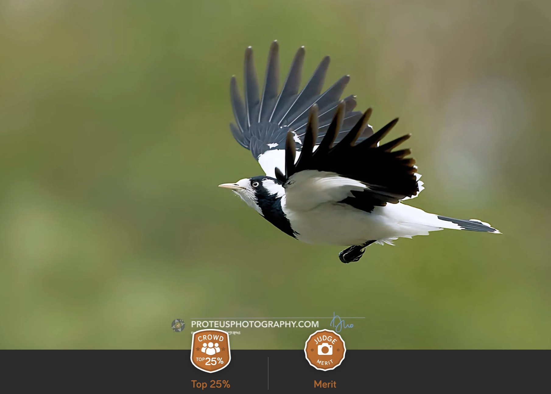 Magpie In Flight