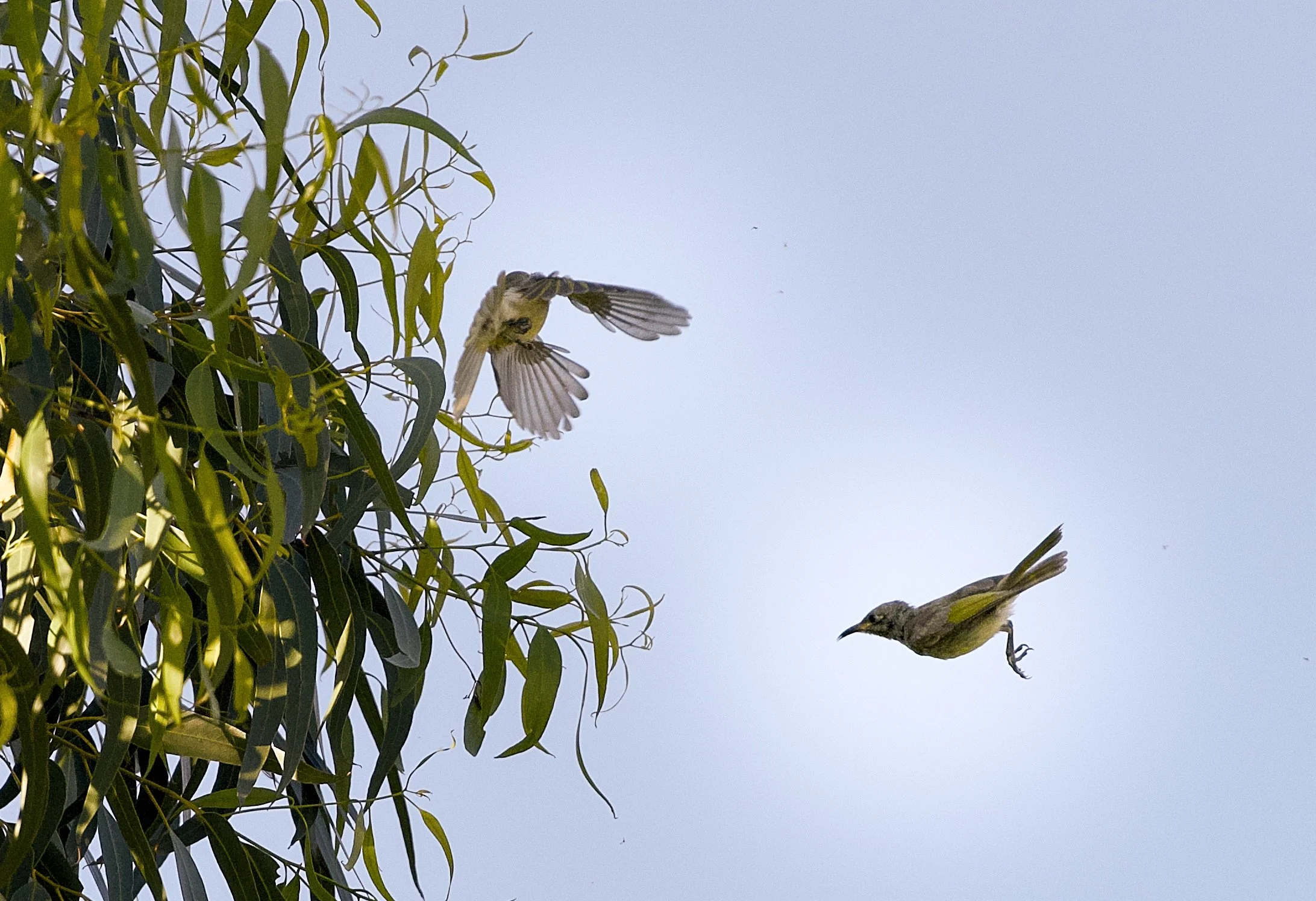 new holland honeyeater in flights