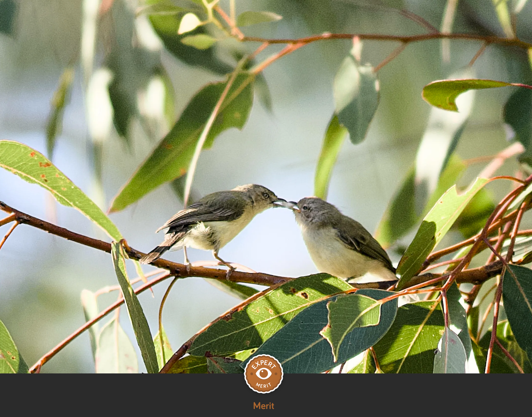Two small birds perched on a branch among green leaves, engaging in a feeding or grooming interaction.