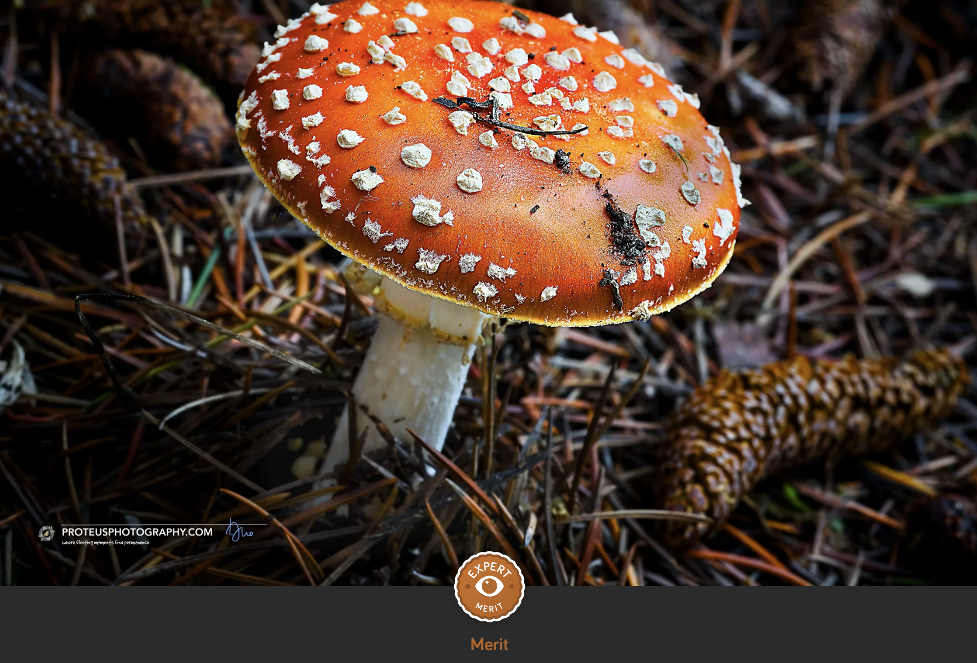 mushroom