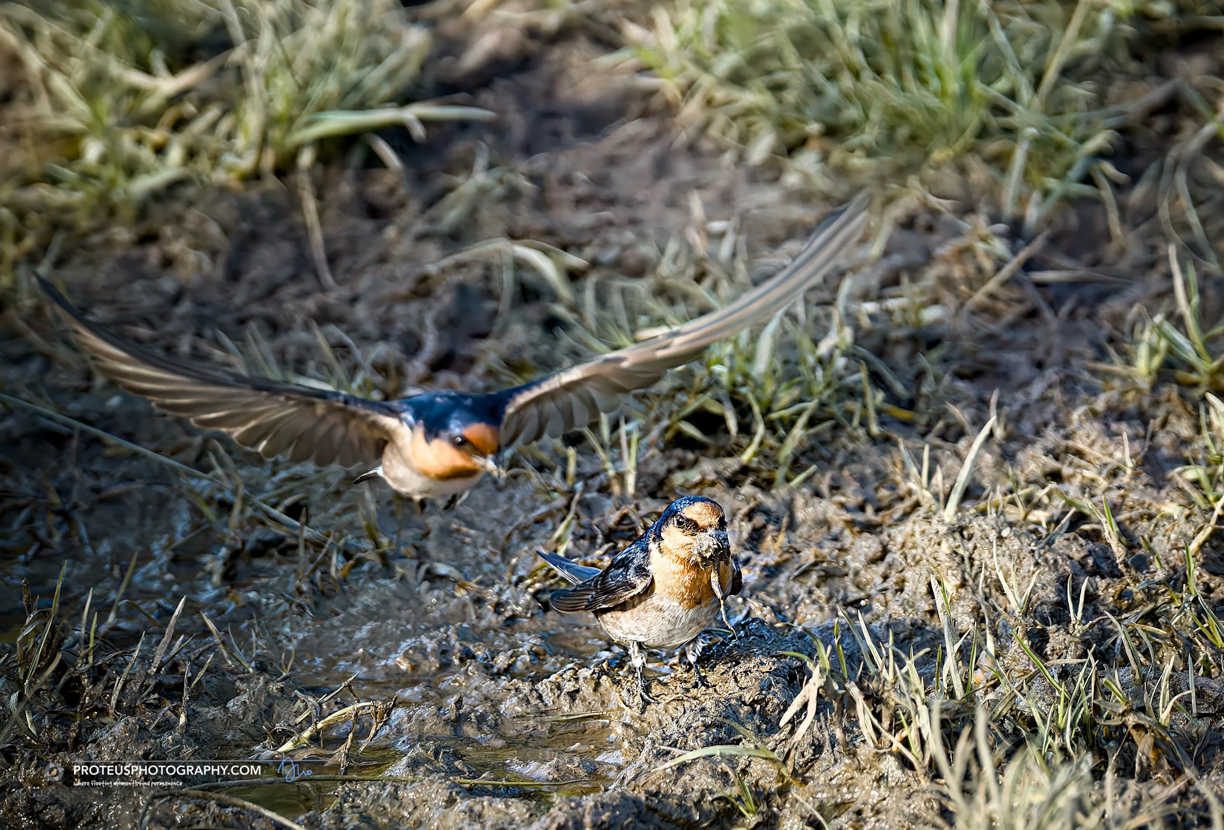 welcome swallow (Hirundo neoxena) 
