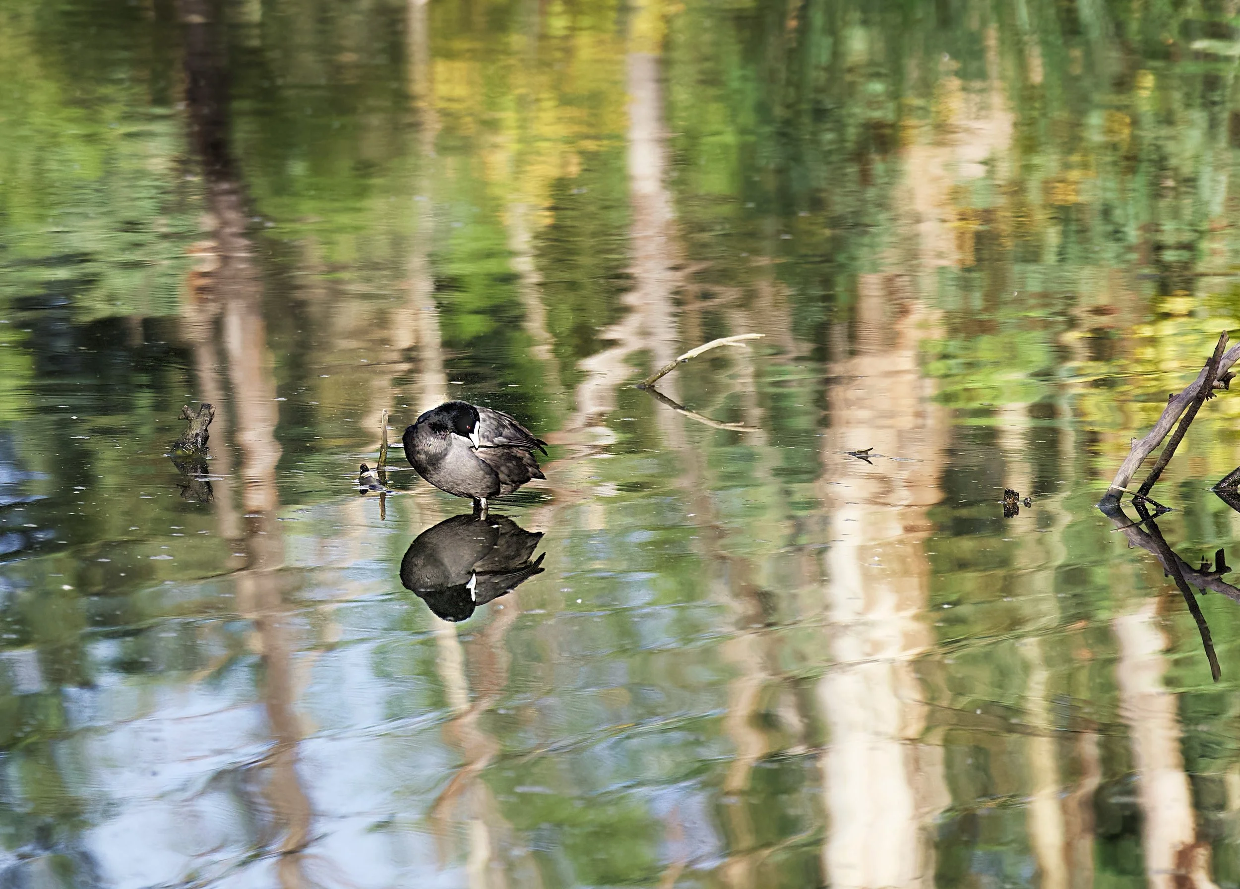 coot in deep thought