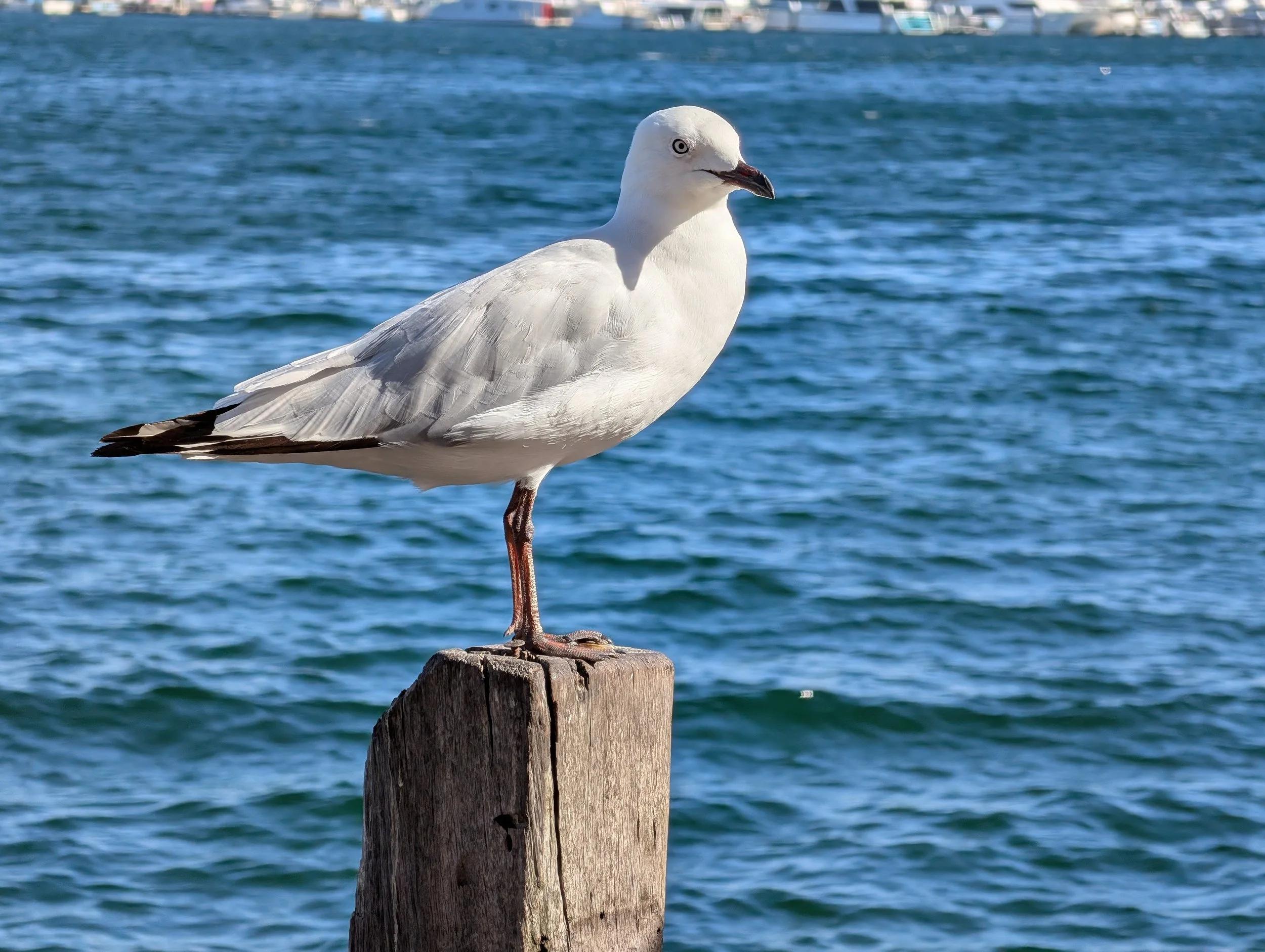 as always, searching for food is the silver gull (chroicocephalus novaehollandiae)