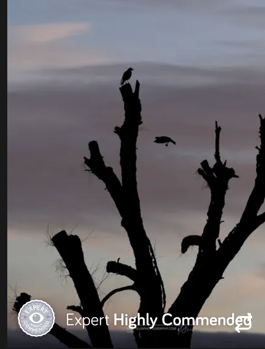 expert highly commended - twilight birds on tree