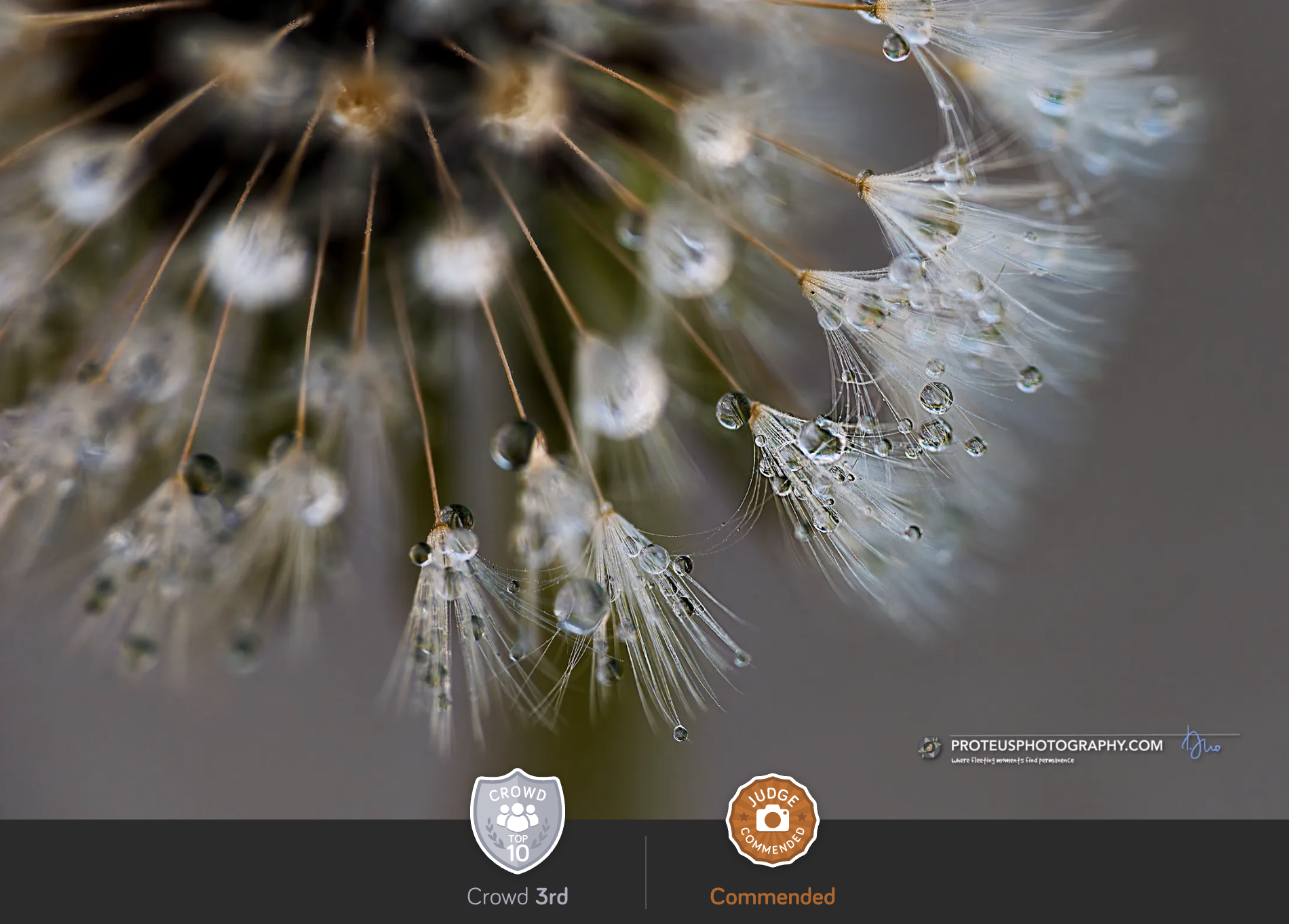 dandelion