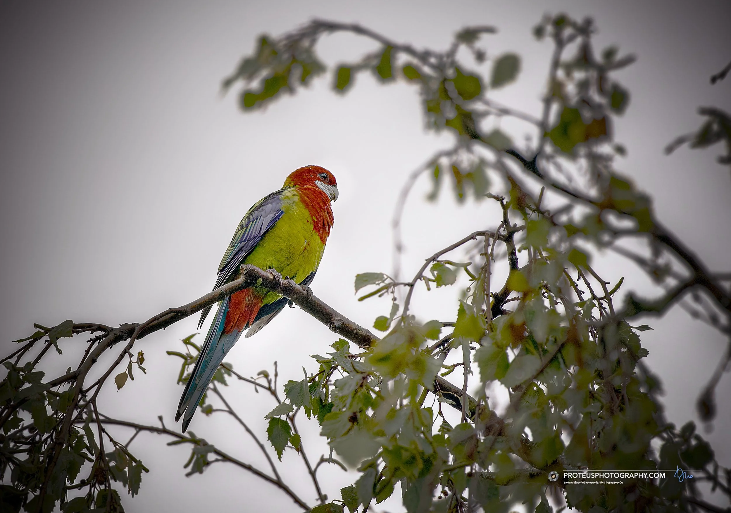 Eastern Rosella (Platycercus eximius),