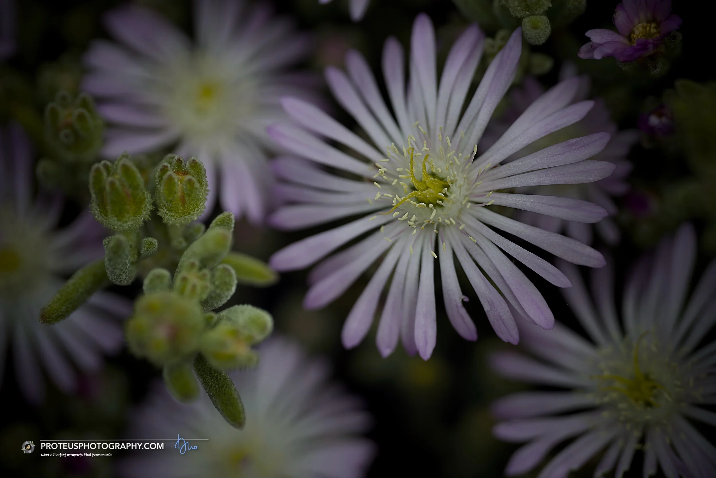 Blooms from the rose ice plant (drosanthemum floribundum), commonly known as the rodondo creeper or dew-flower