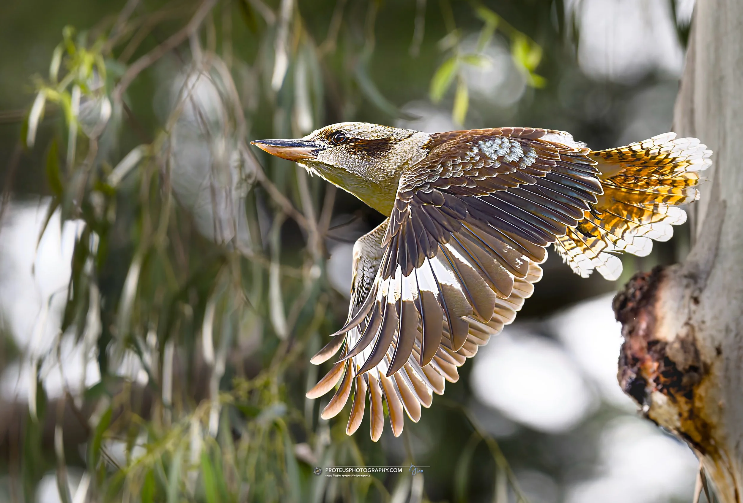 kookaburra