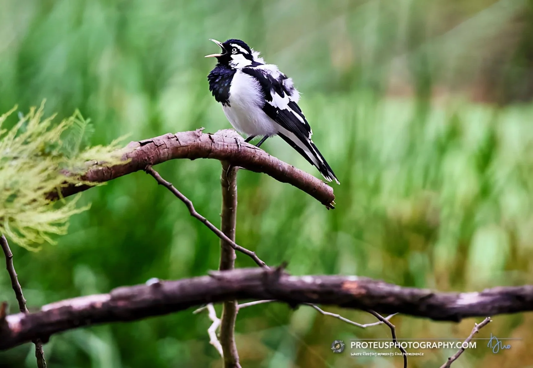 singing, is the magpie-lark (grallina cyanoleuca)