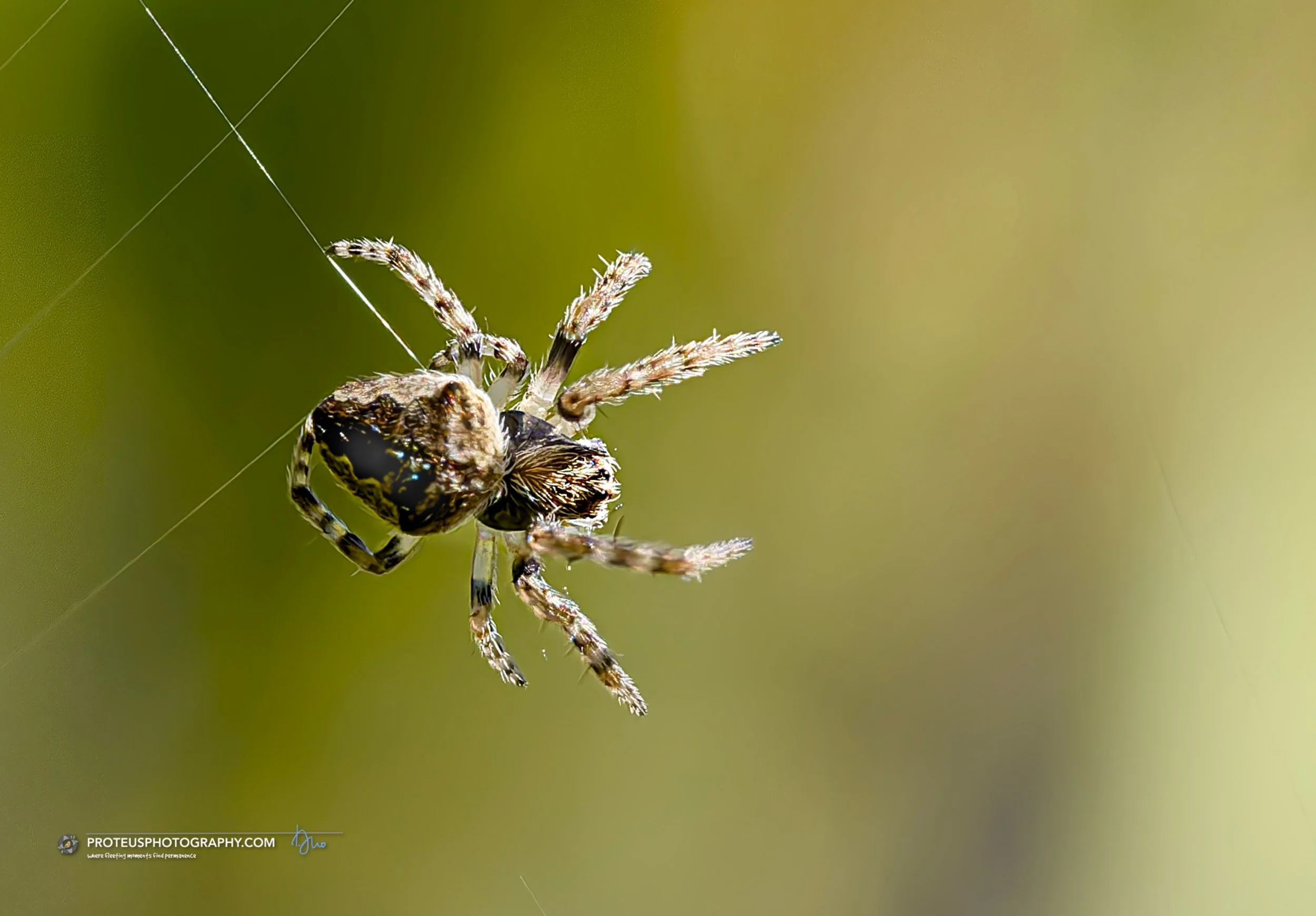 They say you're never more than a few feet away from a spider, but life looks a lot less intimidating when you choose a better perspective. This is the Garden Orb-Weaver spider (Araneidae family)

#MacroPhotography #SpiderWeb #NatureDetails #WebDevel