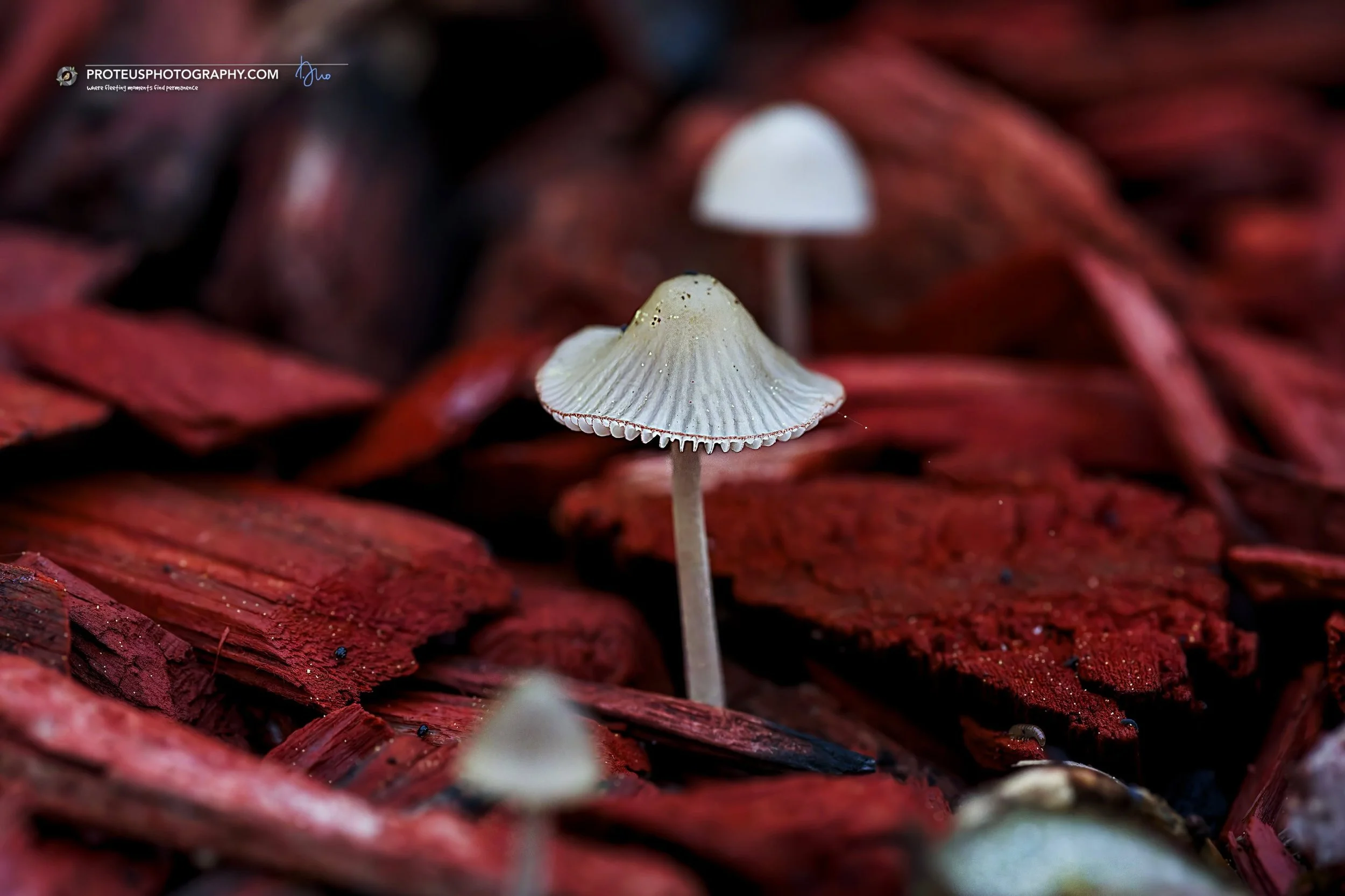 Finding focus in a sea of red flags. 🍄🚩🚩🚩

Likley the Fairy Inkcap (Coprinellus disseminatus) 

#NaturePhotography #Macro #MushroomsOfInstagram #RedMulch #RedFlag #Perspective #DepthOfField #MushroomHunting #ProteusPhotography
