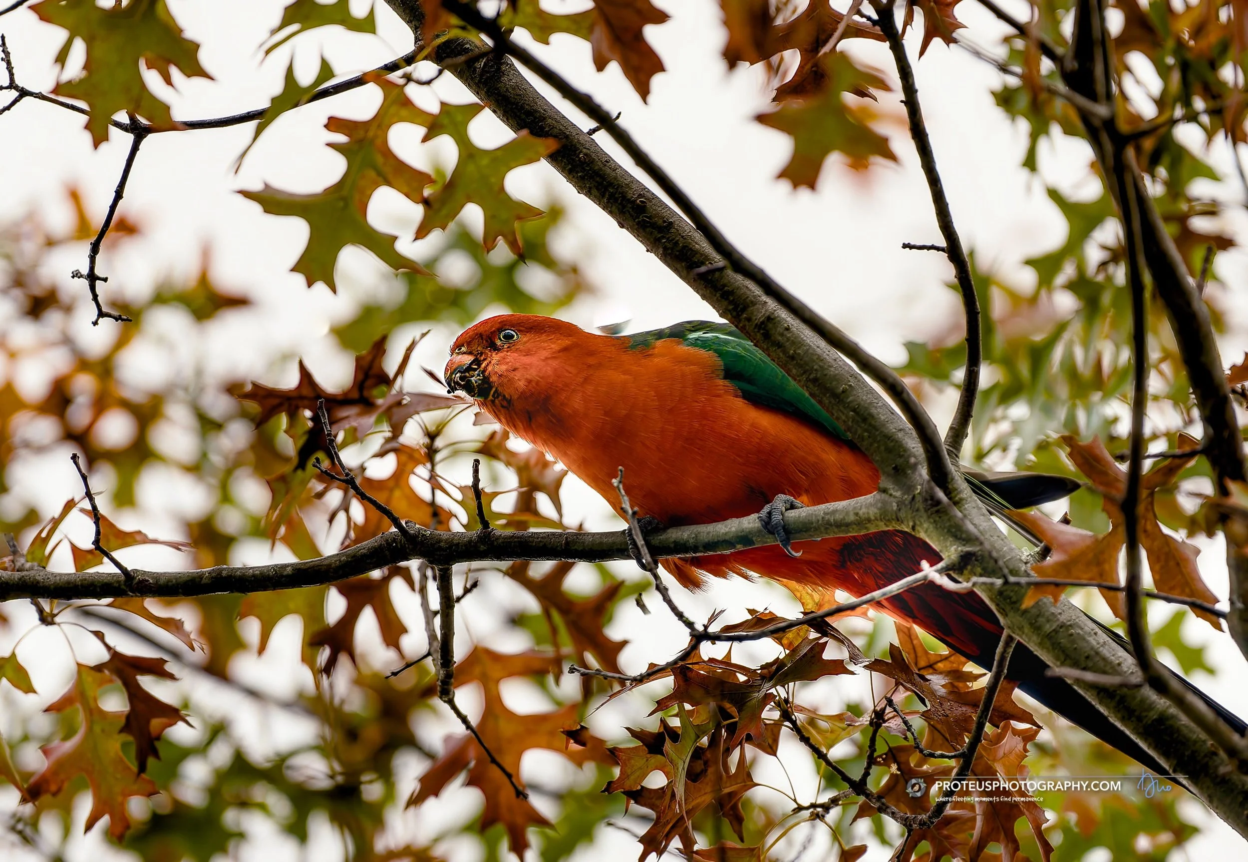 Being a King Parrot (Alisterus scapularis) means never having to worry if your outfit clashes with the scenery. Why blend in when you were clearly designed to stand out? Boy in red, and Girl in green.

#MainCharacterEnergy #BirdPhotography #NatureAdd