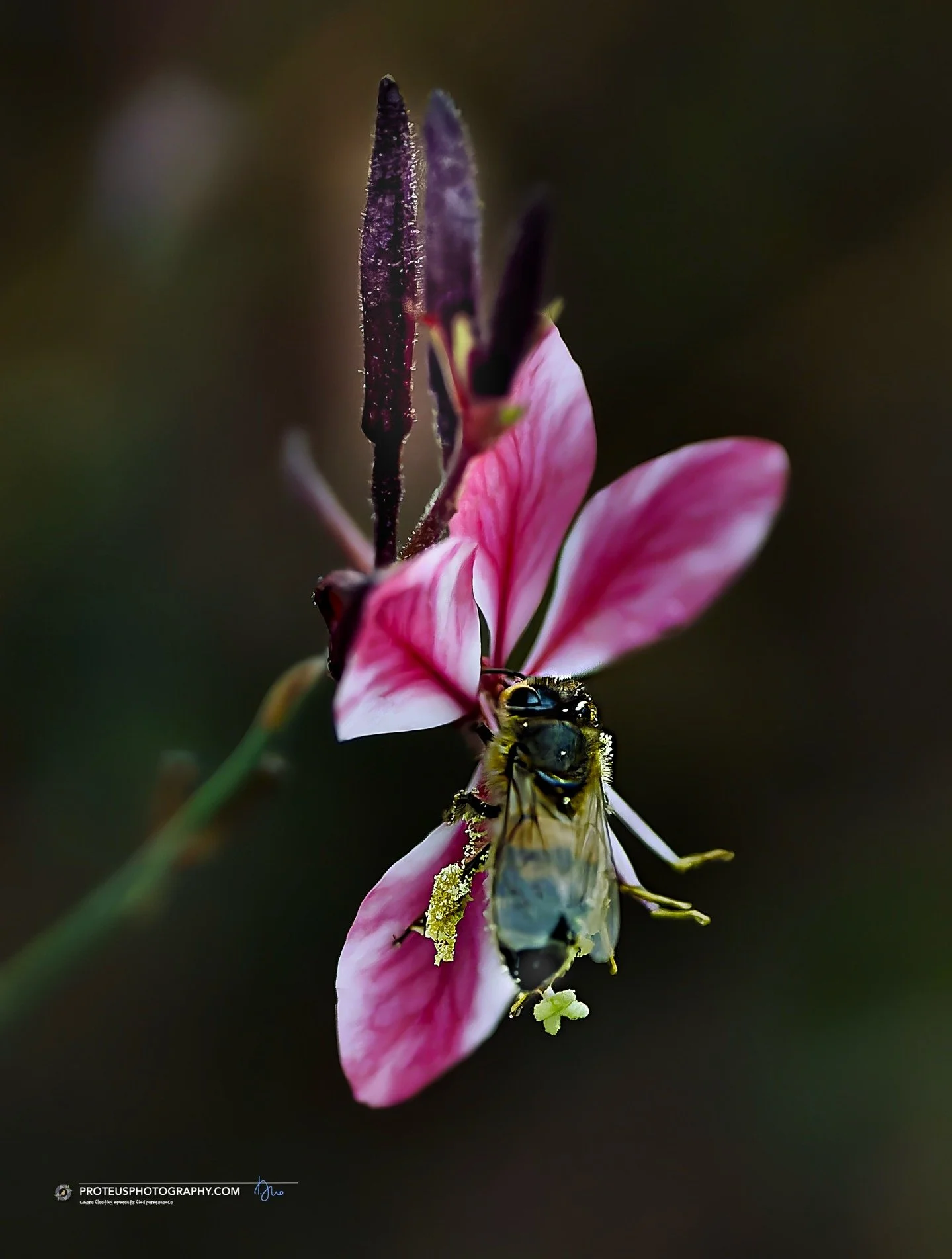 f you&rsquo;re going to get covered in pollen, make it fashion. This season&rsquo;s hottest trend: "Floral Dusting." 💅

A honey bee (Apis mellifera) gathering pollen from the Gaura lindheimeri, also known as beeblossom. 

#macrophotography