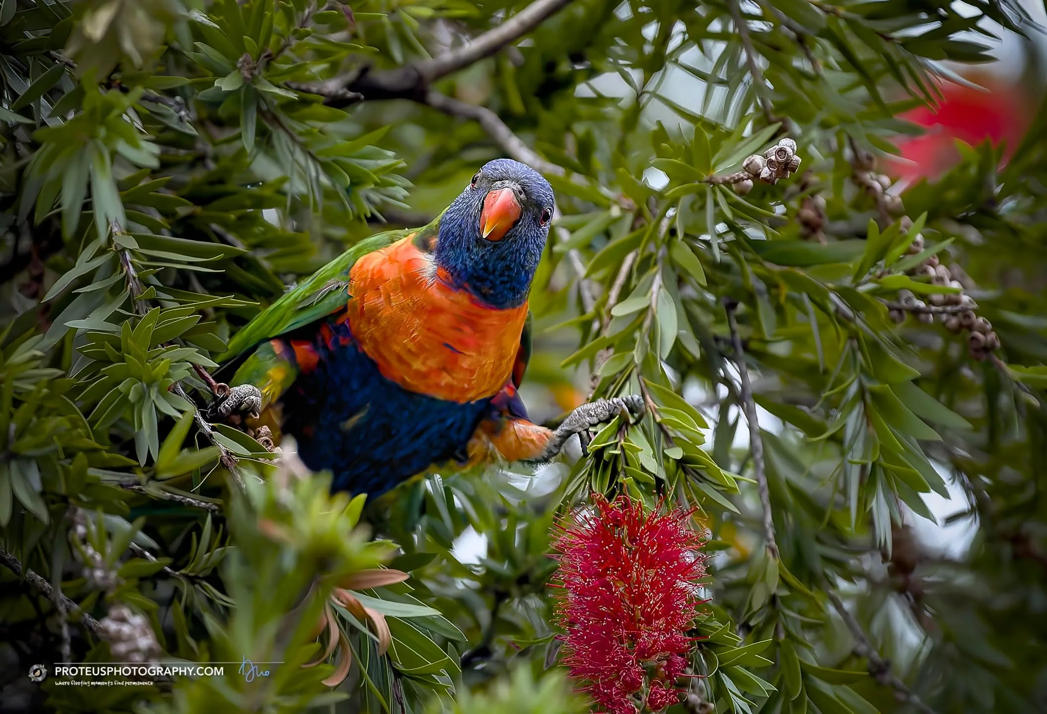 howdiee. that precise moment when nature&rsquo;s colour palette of the rainbow lorikeet decides to stop being subtle &amp; starts being a rather flamboyant distraction. Rainbow Lorikeet ( trichoglossus moluccanus) on Bottlebrush (melaleuca viminalis)