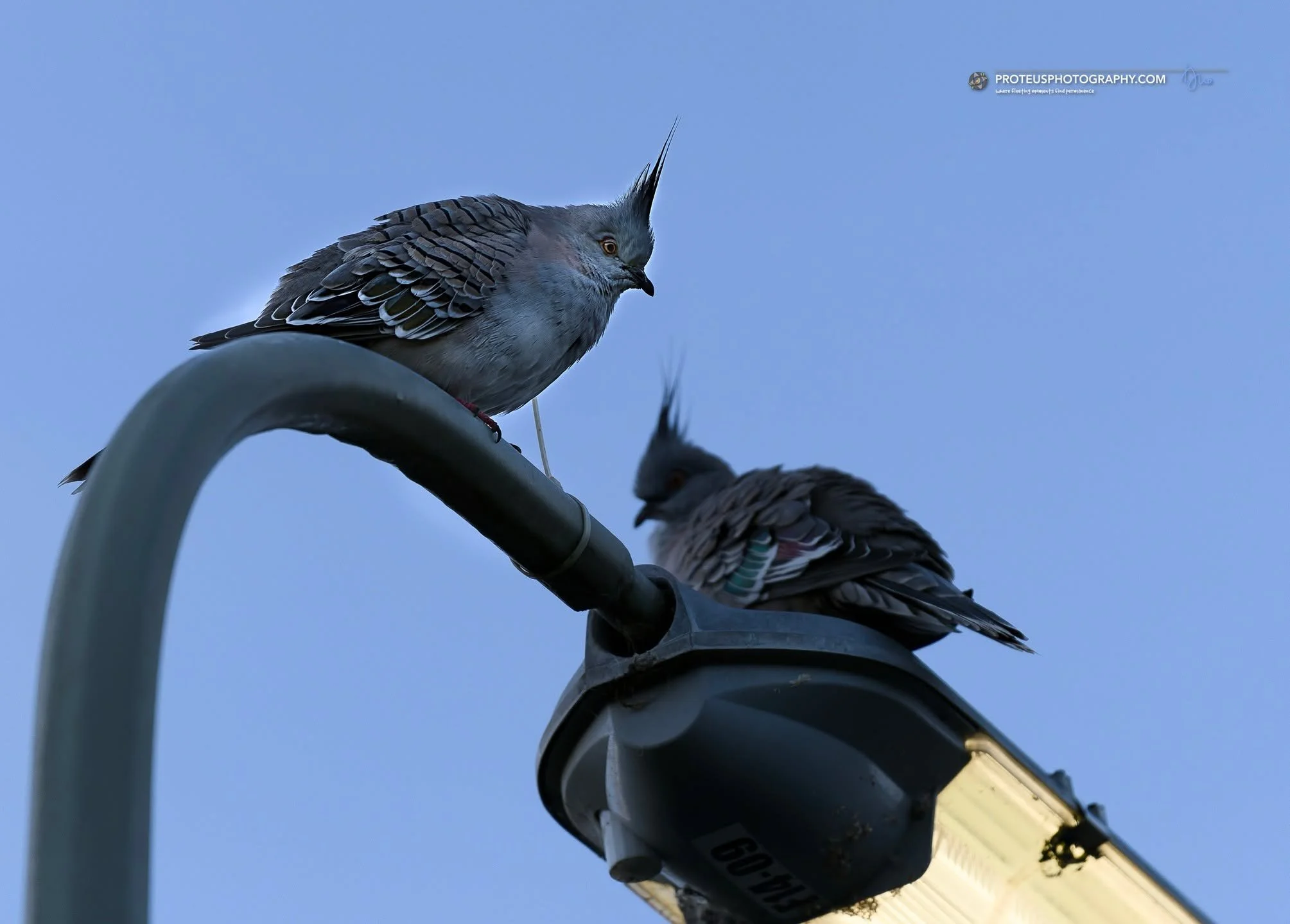 Just a couple of high-profile consultants discussing the structural integrity of this light fixture. 🏗️🦉"

crested pigeon (ccyphaps lophotes), endemic to Australia

#CrestedPigeon #BirdPhotography #WildlifePhotography #AustralianBirds #NatureP