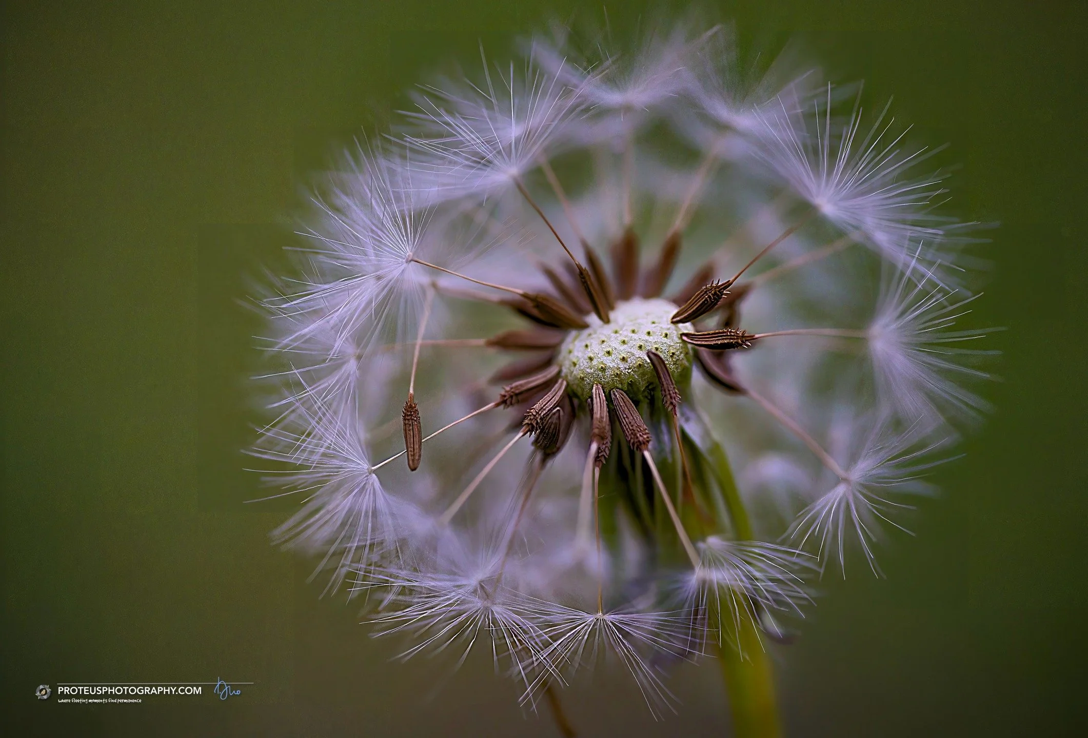 Just a social butterfly waiting for a stiff breeze to take me to my next party. 🌬️✨

Pappus "Parachutes": The wispy white hairs visible in the image are called the pappus. They act like tiny parachutes, catching the wind to carry the attac
