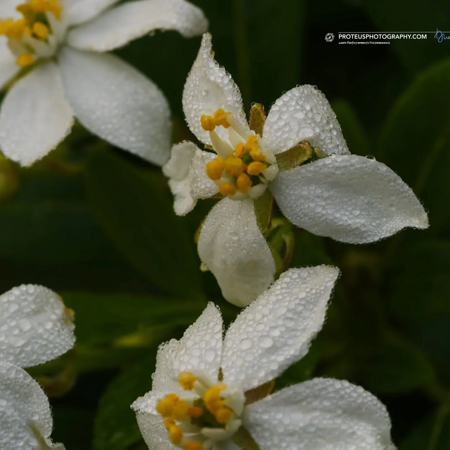 ​"I told the flowers to act natural, but they just started sweating under the pressure. Talk about a dewy finish."

​#ProteusPhotography #MacroMagic #DewPoint  #NatureInFocus #FloralPhotography