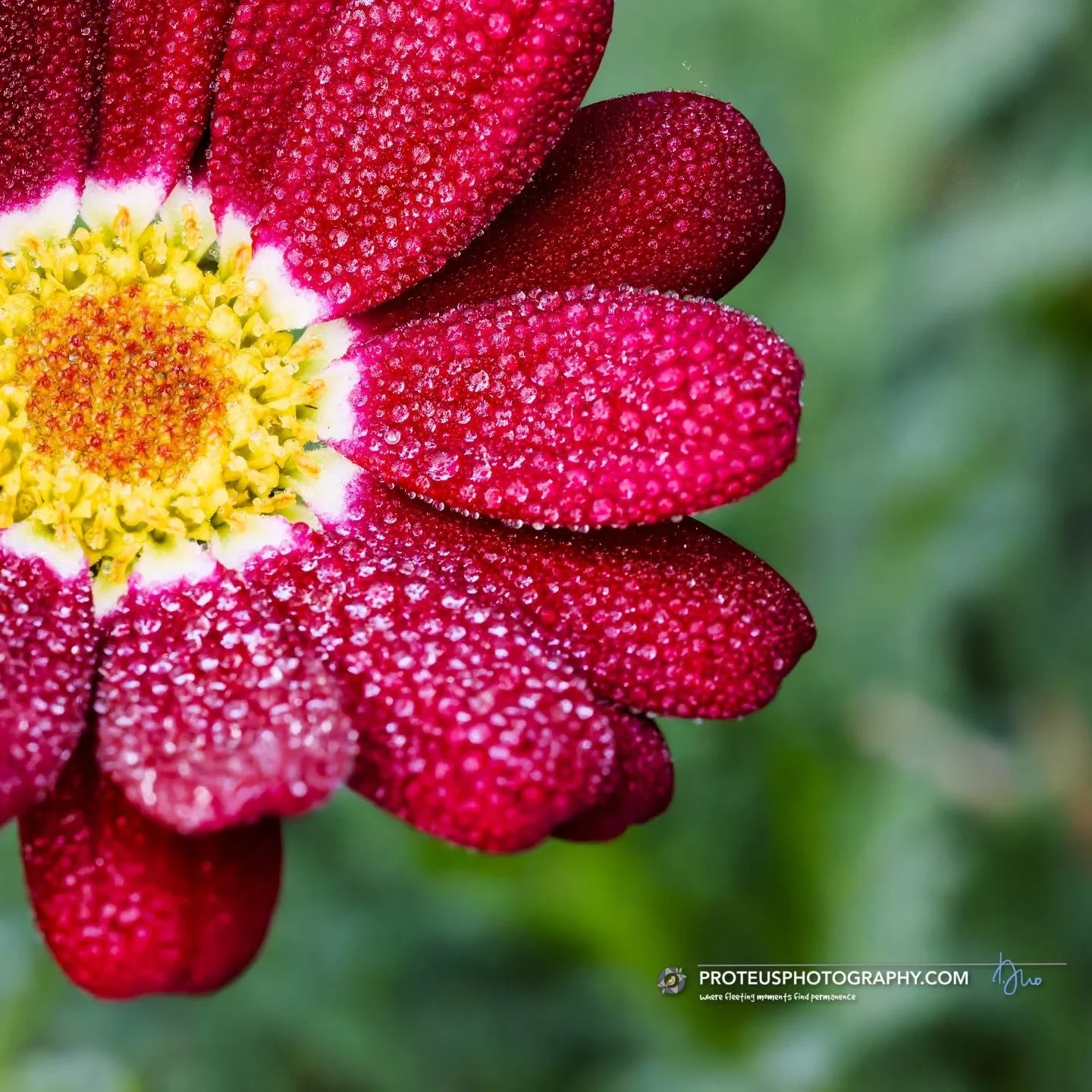 ​I told this flower to stay hydrated, but this is just showing off. It&rsquo;s basically 90% morning dew and 10% "look at me, I&rsquo;m gorgeous." 💅✨

​#ProteusPhotography #Macro_Perfection #FlowerPower #DewDrops  #NaturePhotography