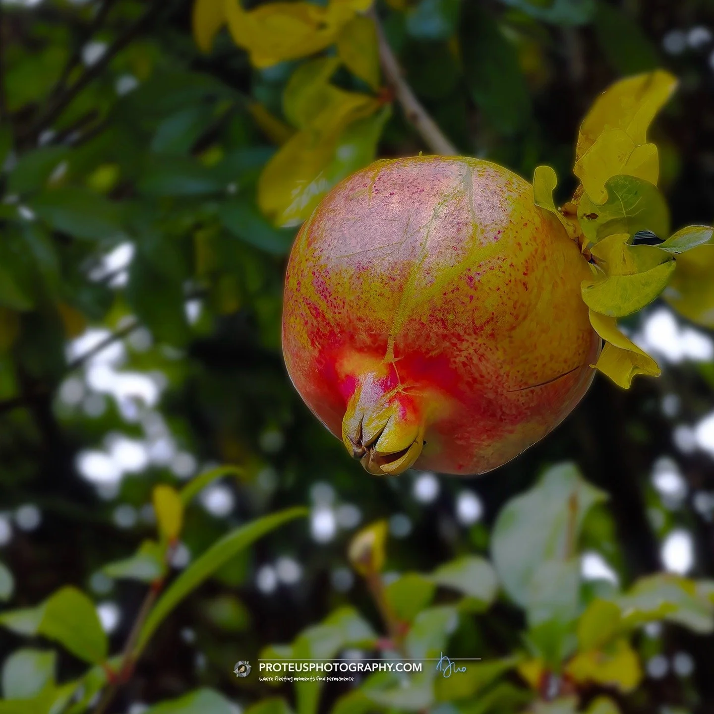 Nature&rsquo;s original "unboxing" video is just waiting to happen. This pomegranate fruit (punica granatum) looks like it&rsquo;s blushing because it knows exactly how much of a mess it&rsquo;s going to make when someone finally opens it. 