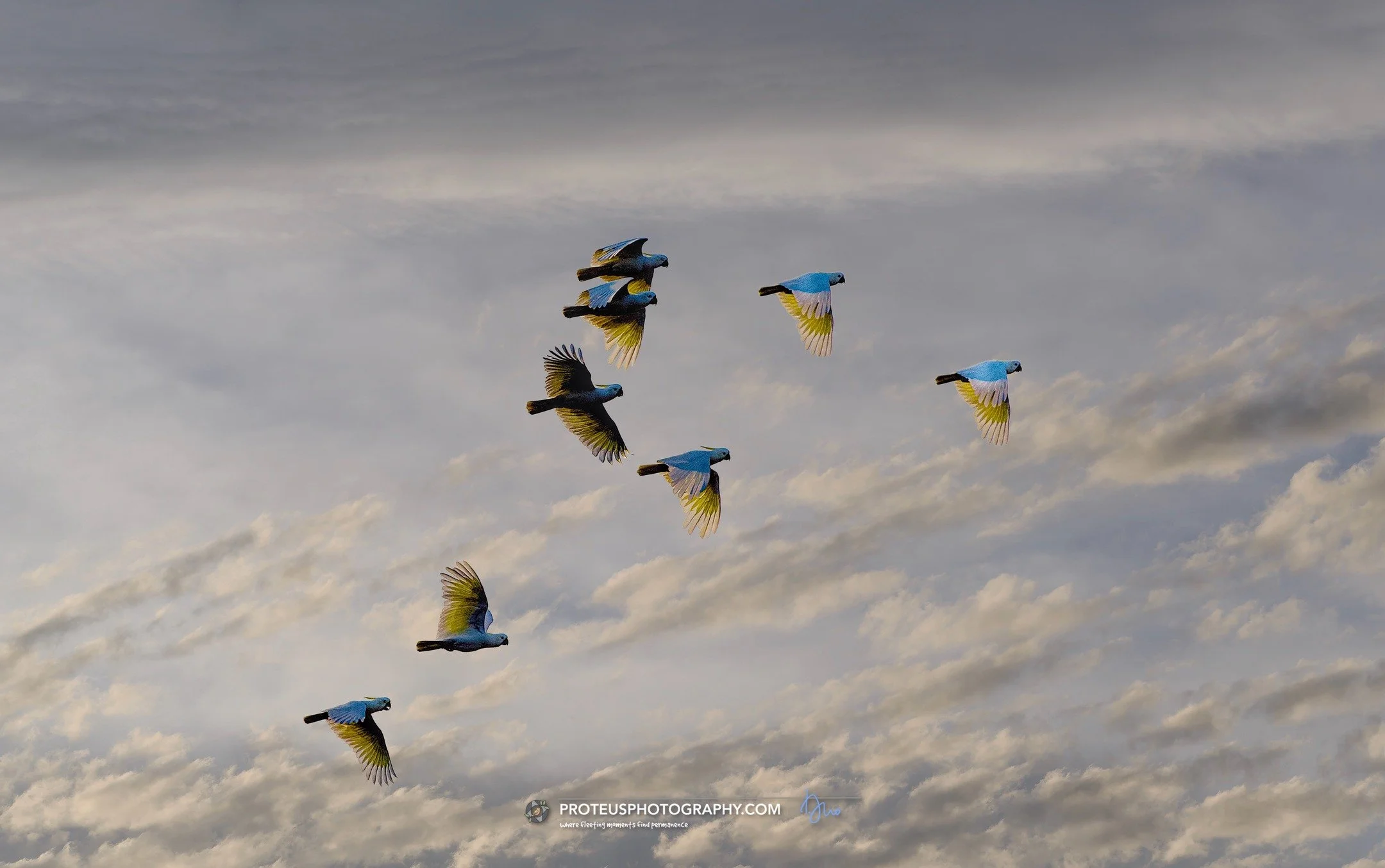 There is a hidden geometry in chaos. Capturing the "personality" of a flock is less about the birds themselves and more about the space they occupy between the clouds. A fleeting moment of synchronicity in a very loud world.

#ProteusPhotog