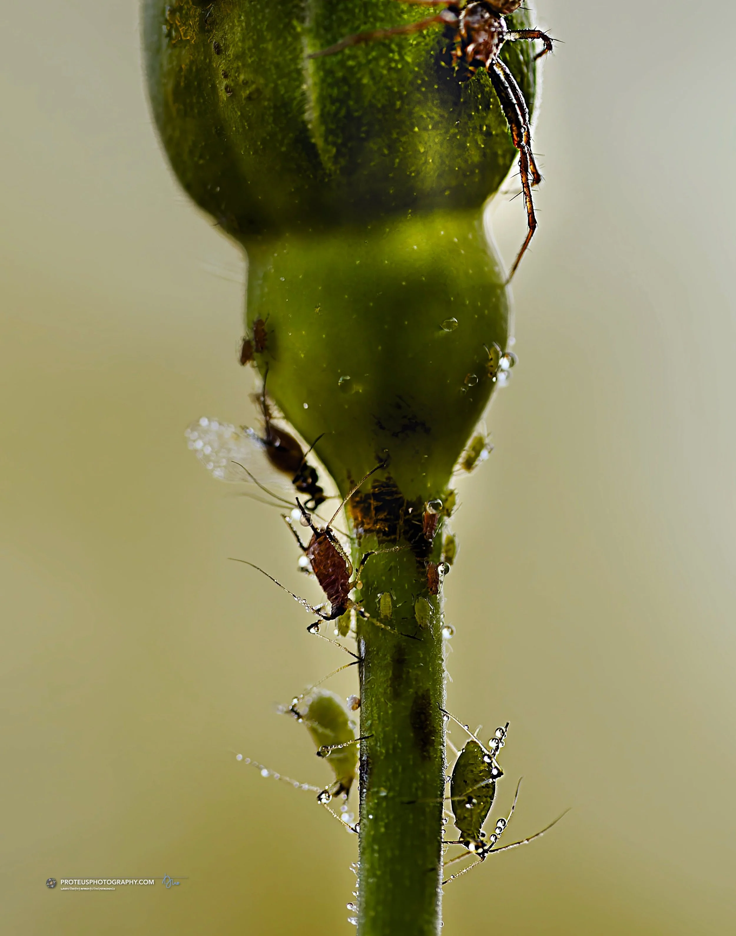 Ever feel like you&rsquo;re just a small snack in a very big world? These aphids are living the "ignorance is bliss" lifestyle, completely unaware that they are the main course on today's menu. It's a high-stakes game of hide-and-seek where